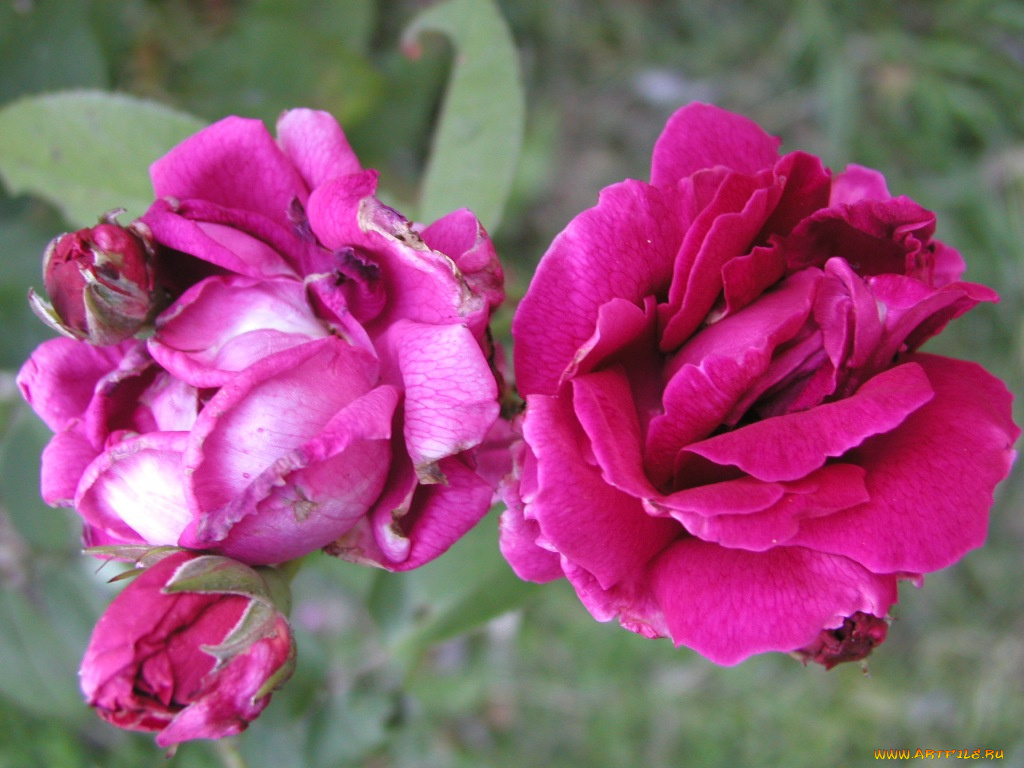 цветы, розы