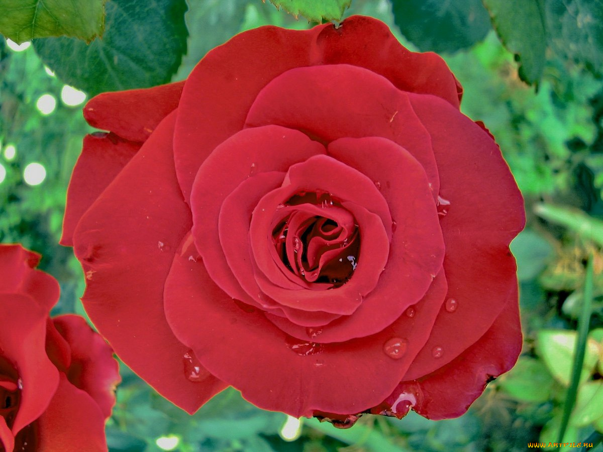 цветы, розы