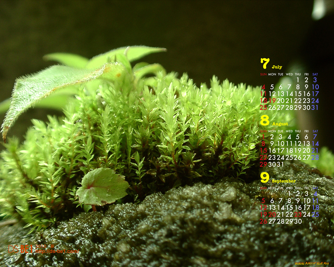 календари, природа