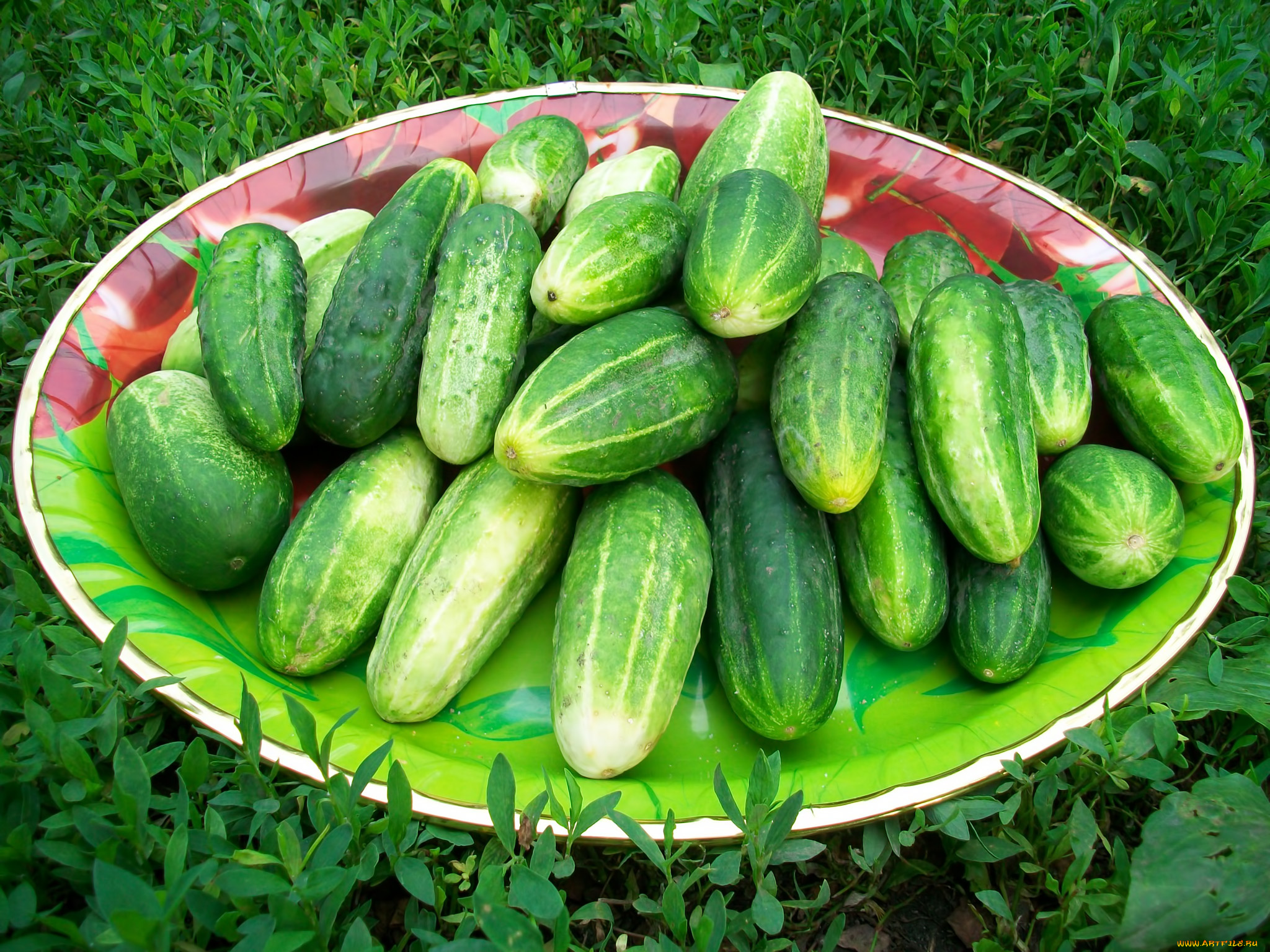 еда, огурцы