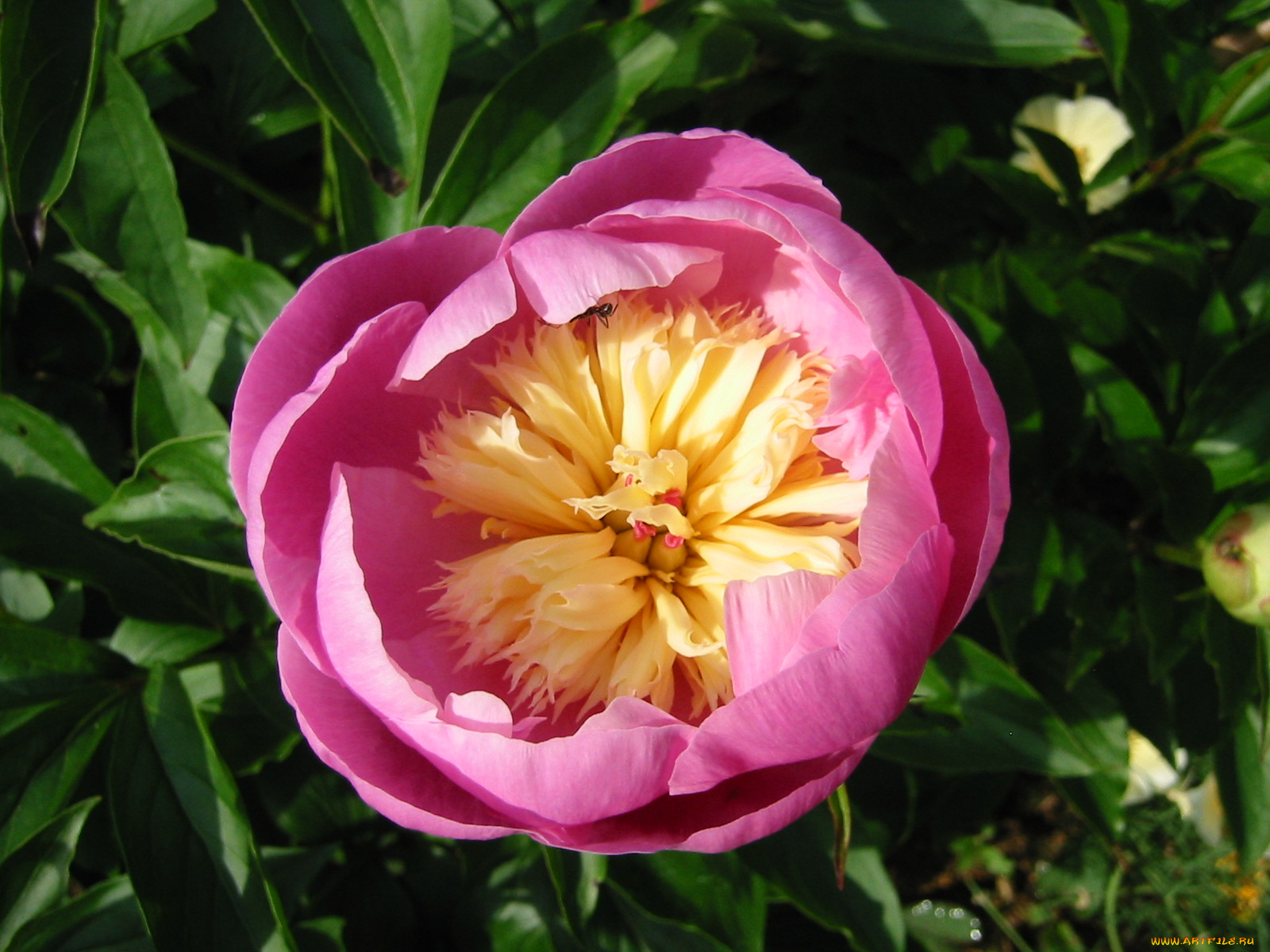 цветы, пионы, пион