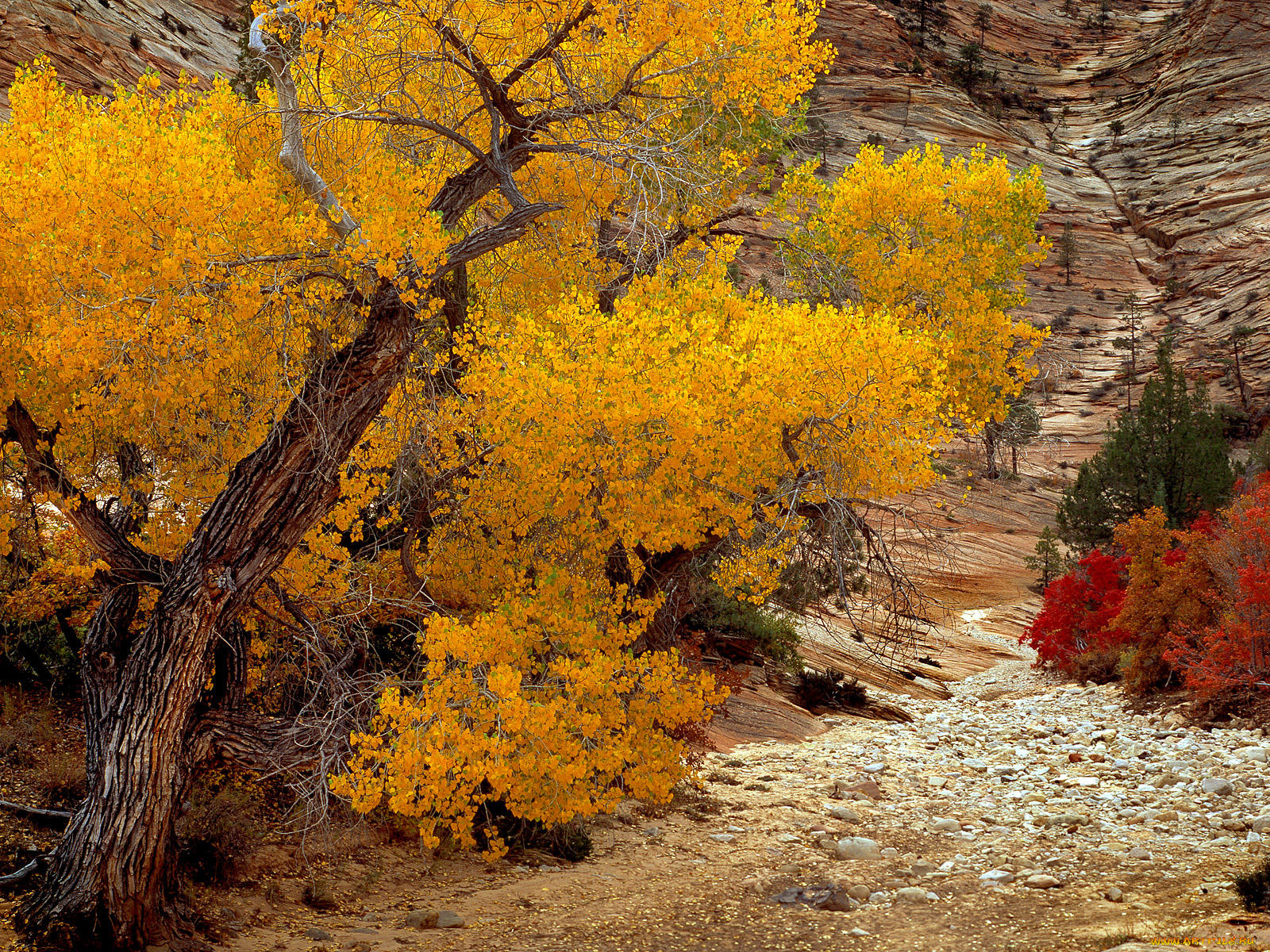 природа, горы, zion, national, park
