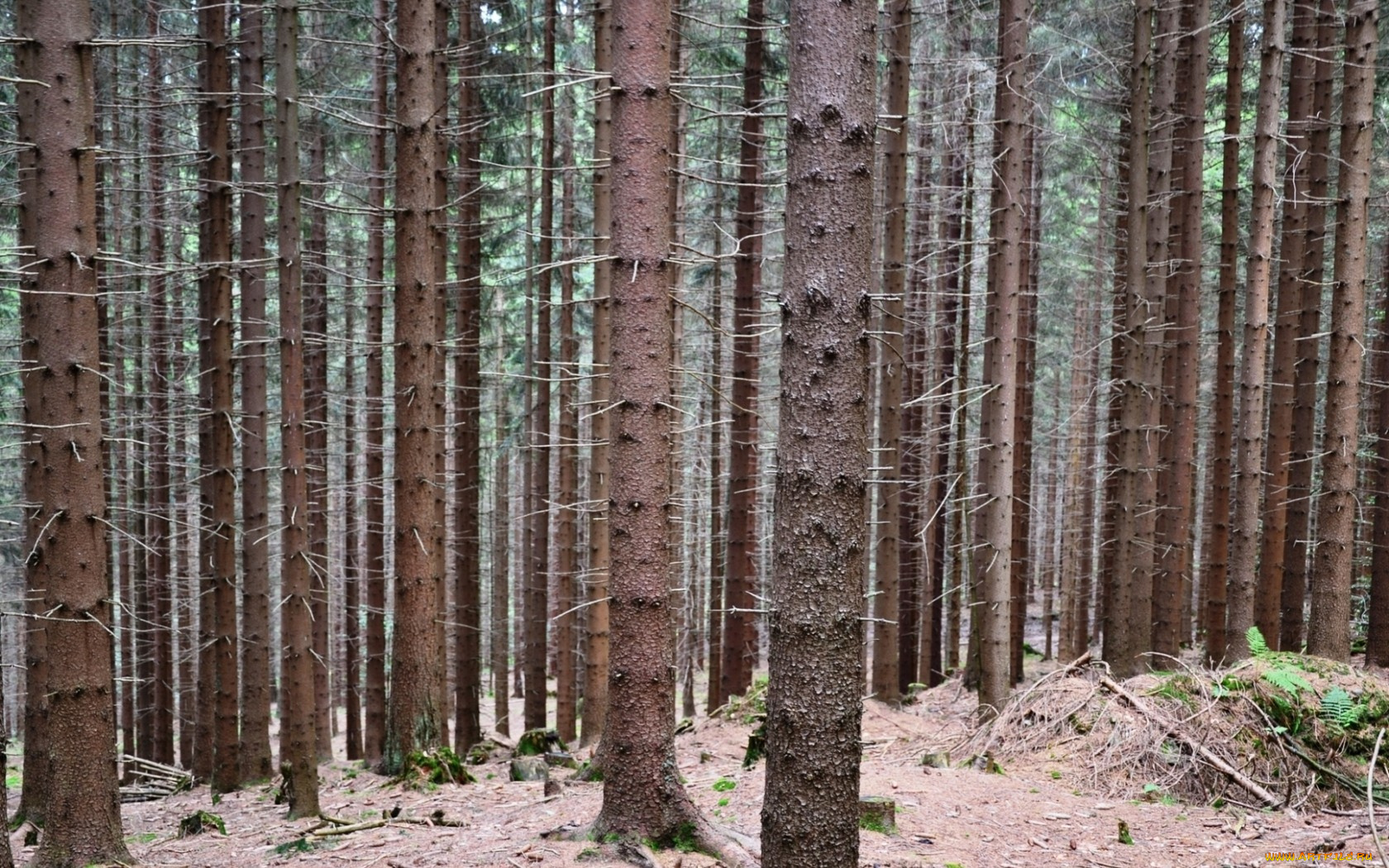 природа, лес, сосны