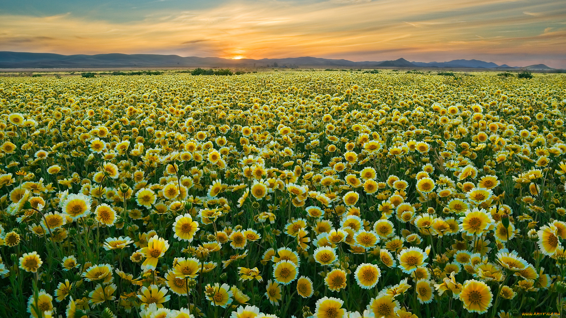 цветы, гайлардии, гелениумы, tidy, tips, закат