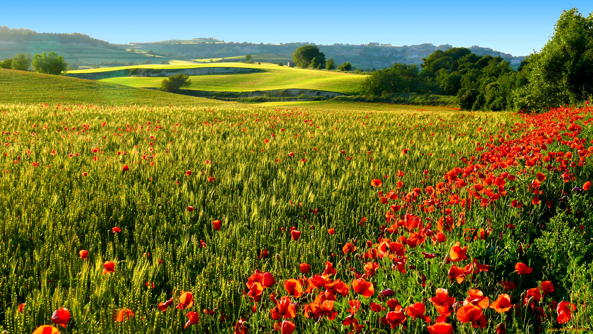 испания, каталония, природа, поля, колосья, маки