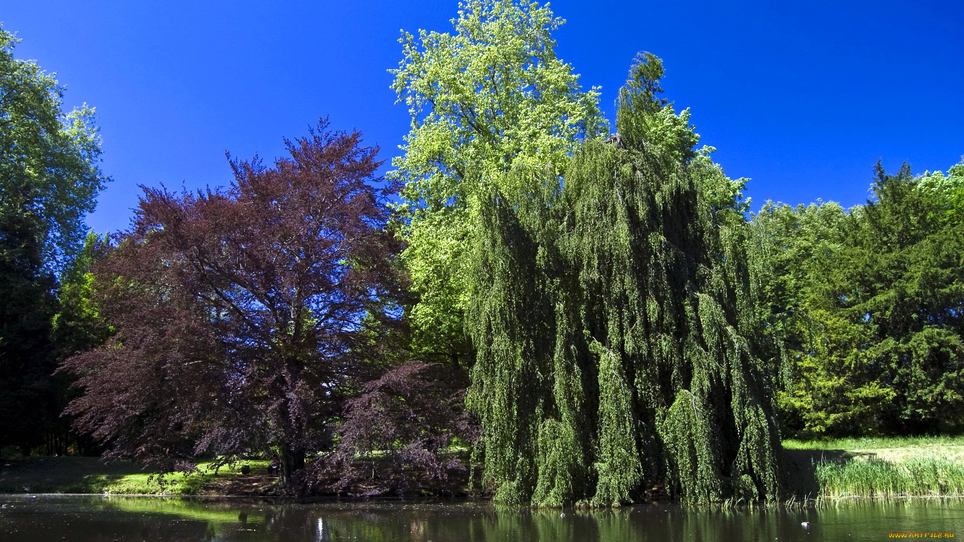 park, ksiаzecy, zagan, poland, природа, парк, деревья, река