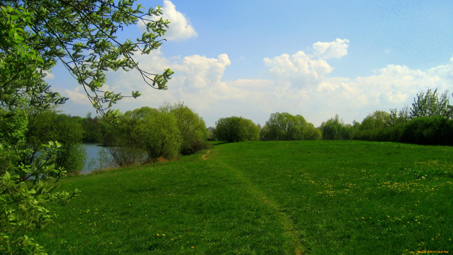 природа, луга, цветы, тропинка, луг