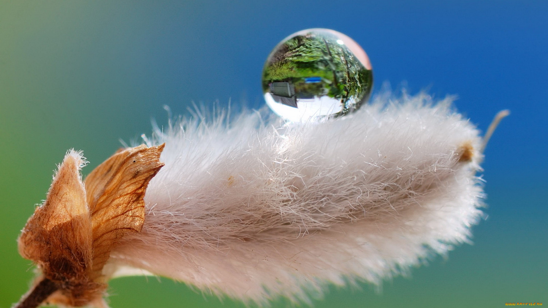 природа, макро, капля