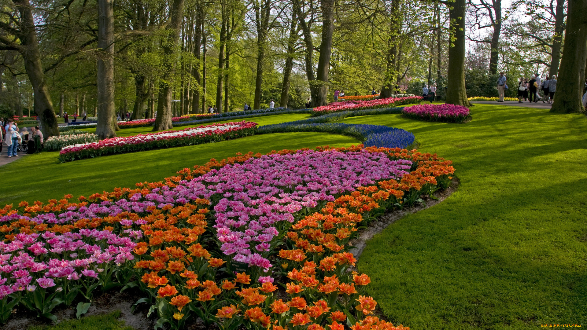 природа, парк, деревья, цветы, лето