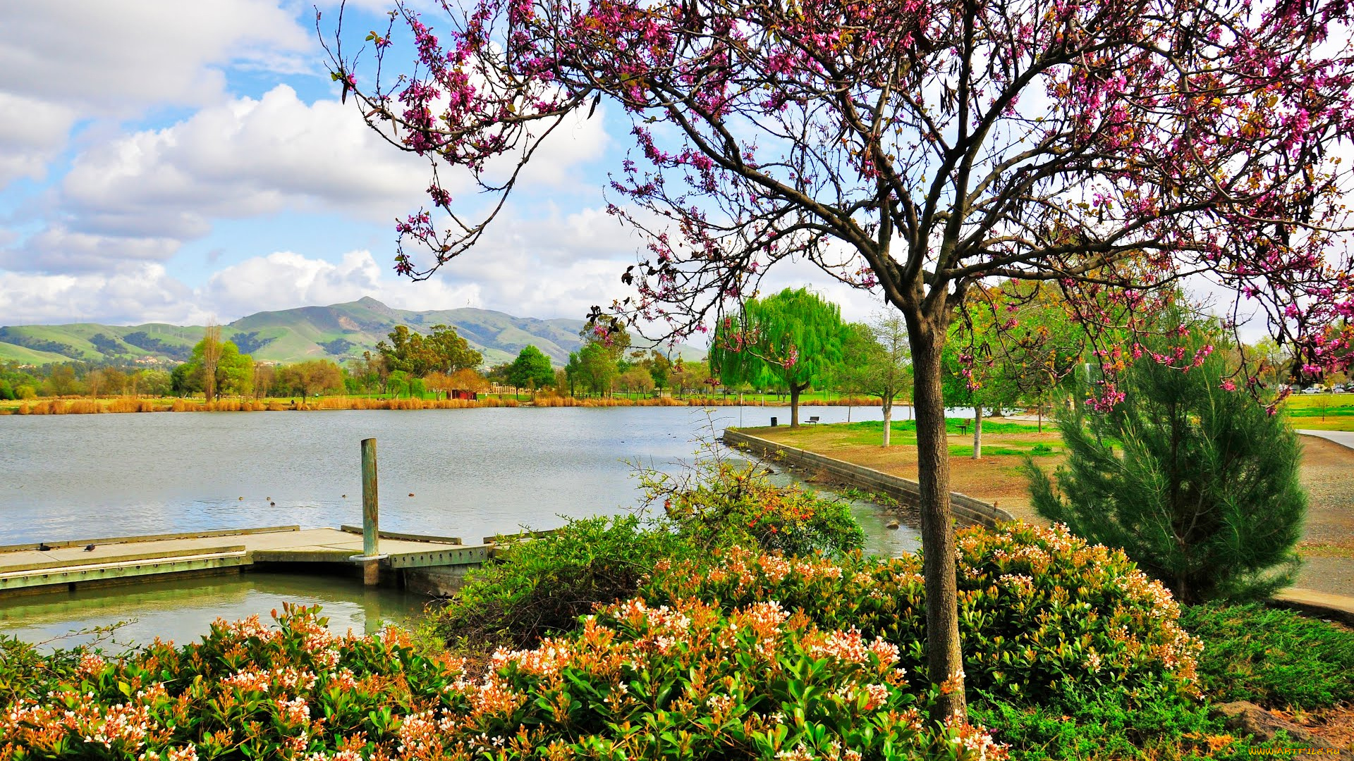 природа, парк, fremont