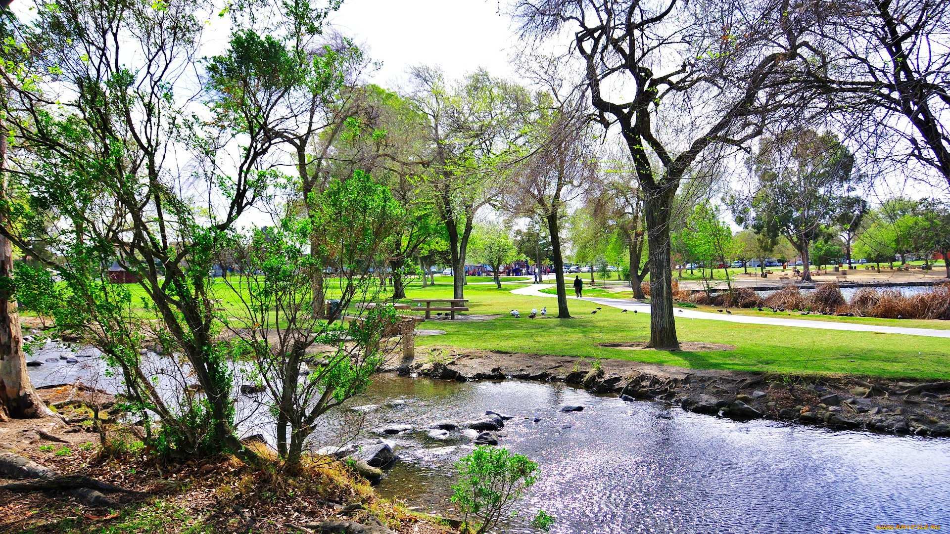 природа, парк, калифорния