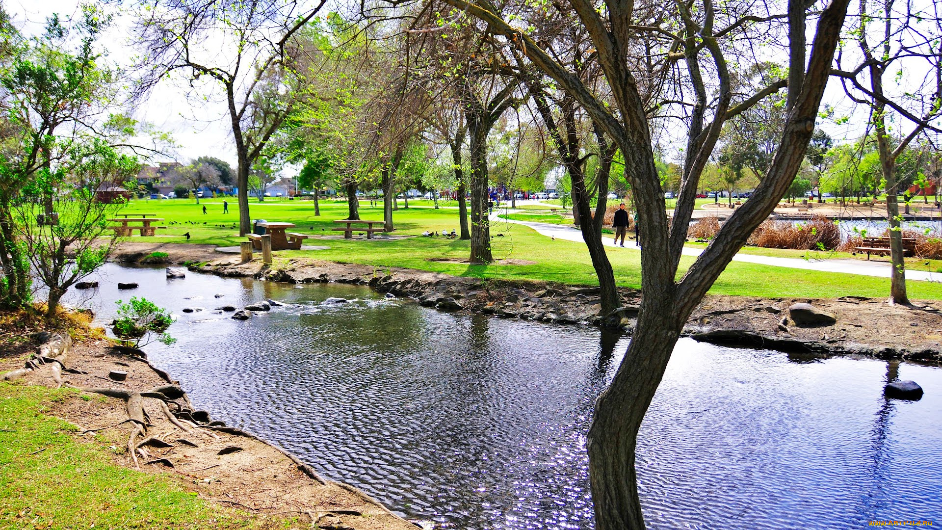 природа, парк, калифорния