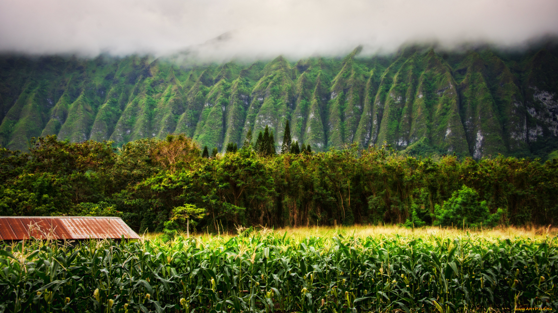 природа, поля, горы