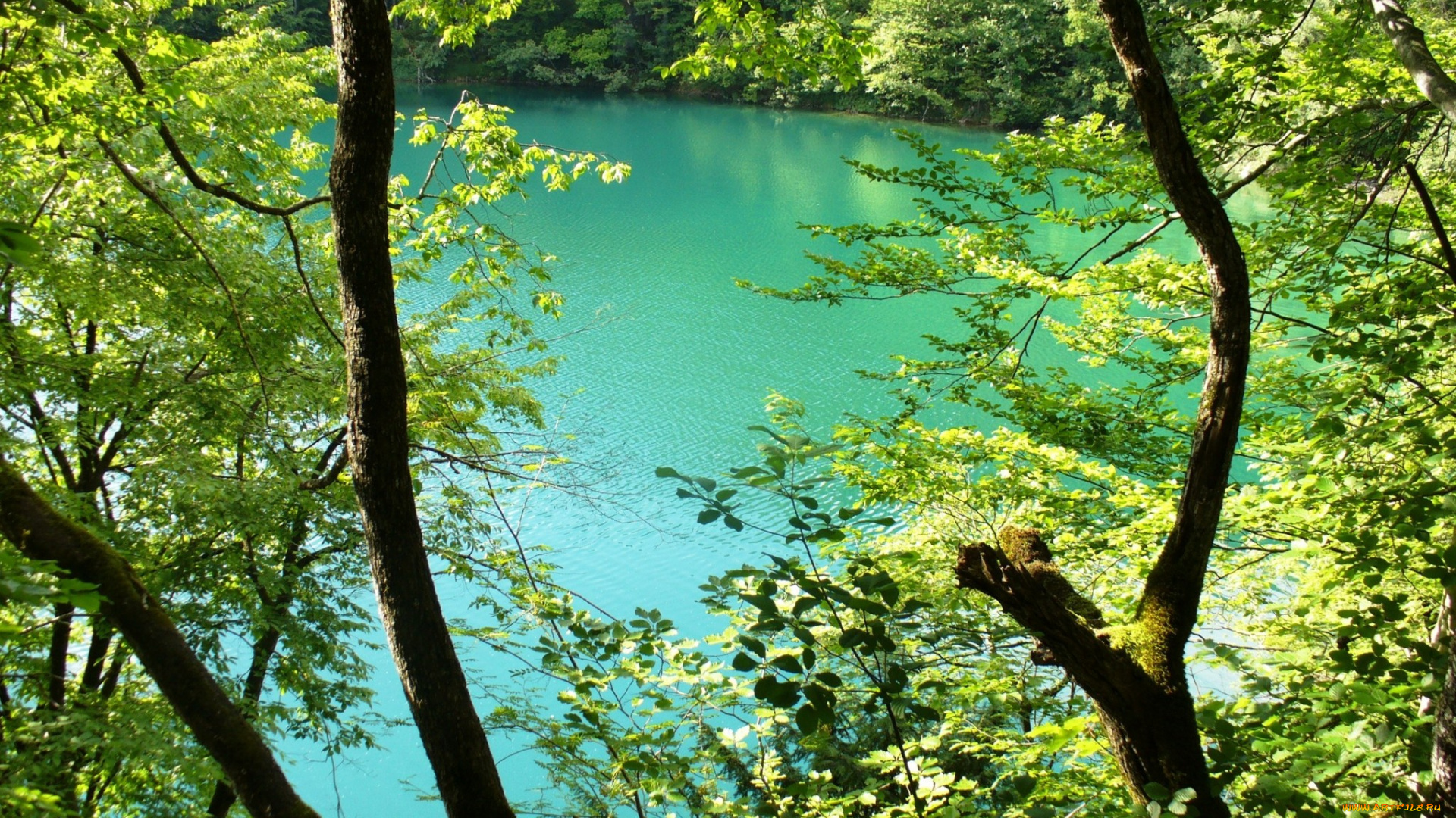 природа, реки, озера, деревья, река