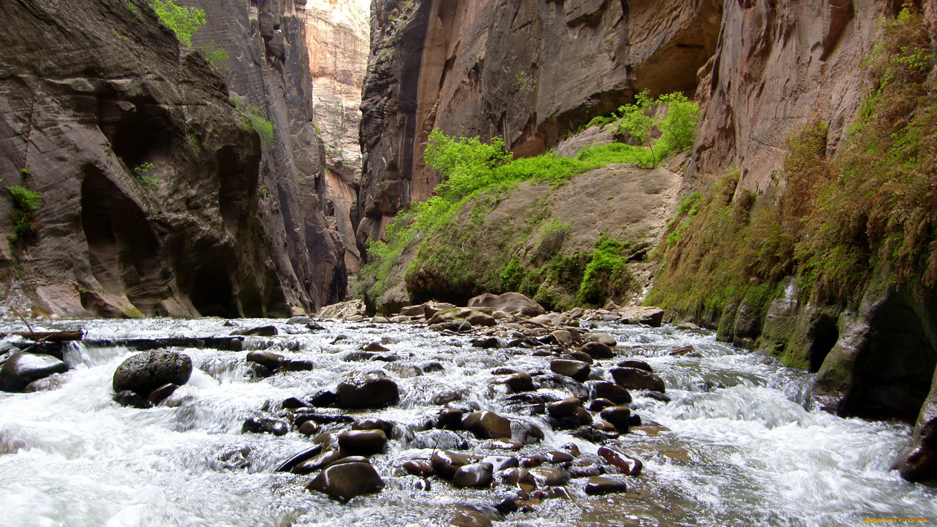 природа, реки, озера, растения, камни, река, мох, скалы