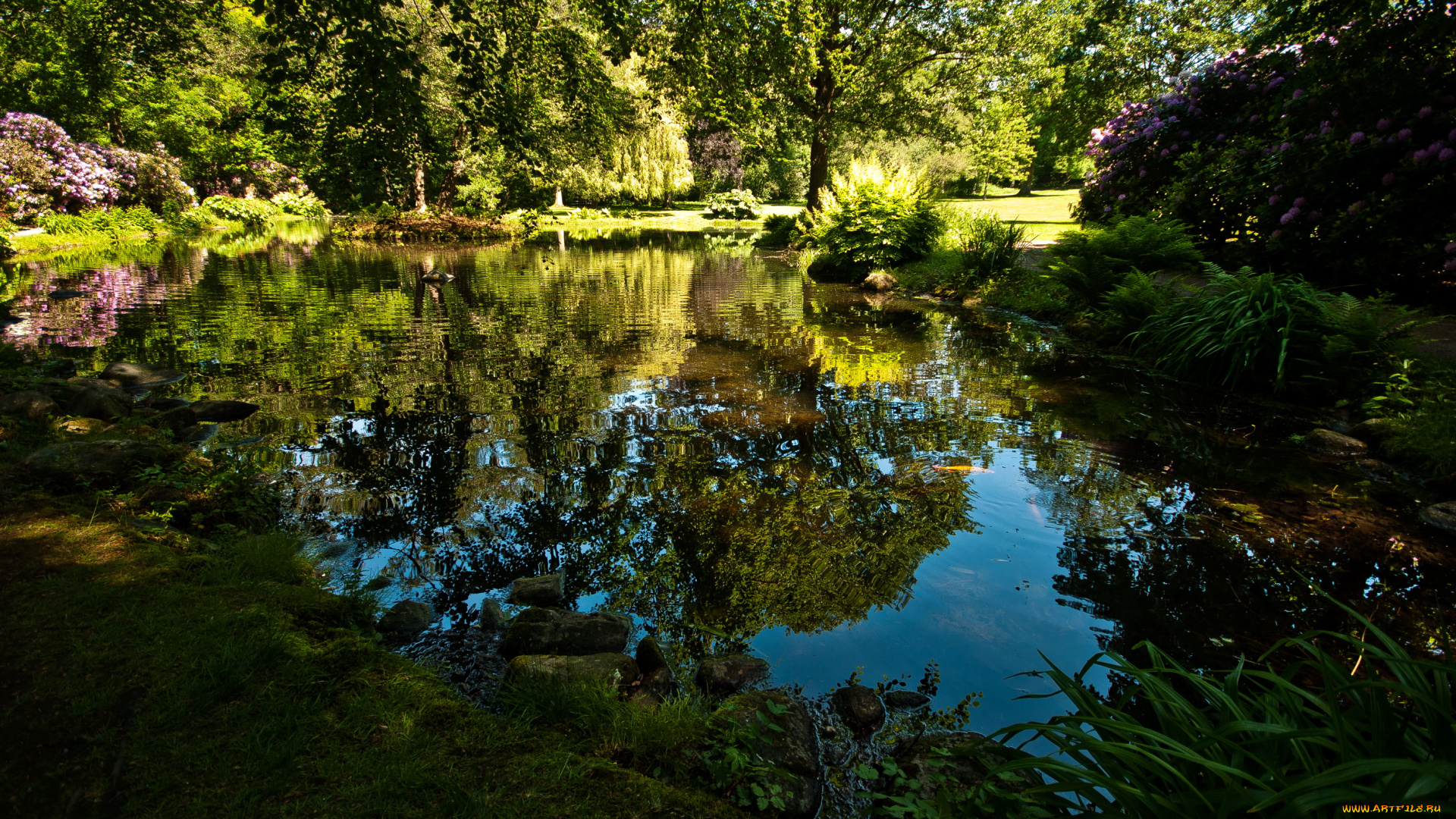 швеция, парк, hоganаs, природа, деревья, родендромы, пруд, в, дорожки