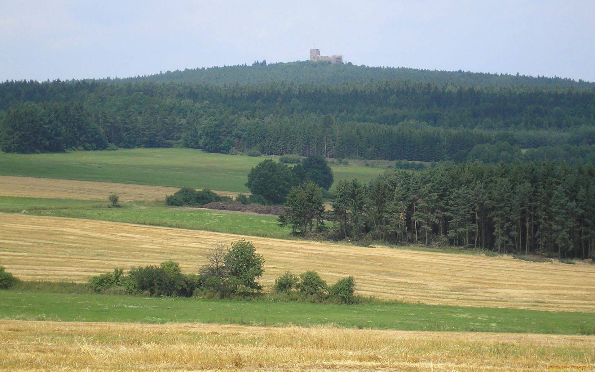 природа, поля, лес, деревья