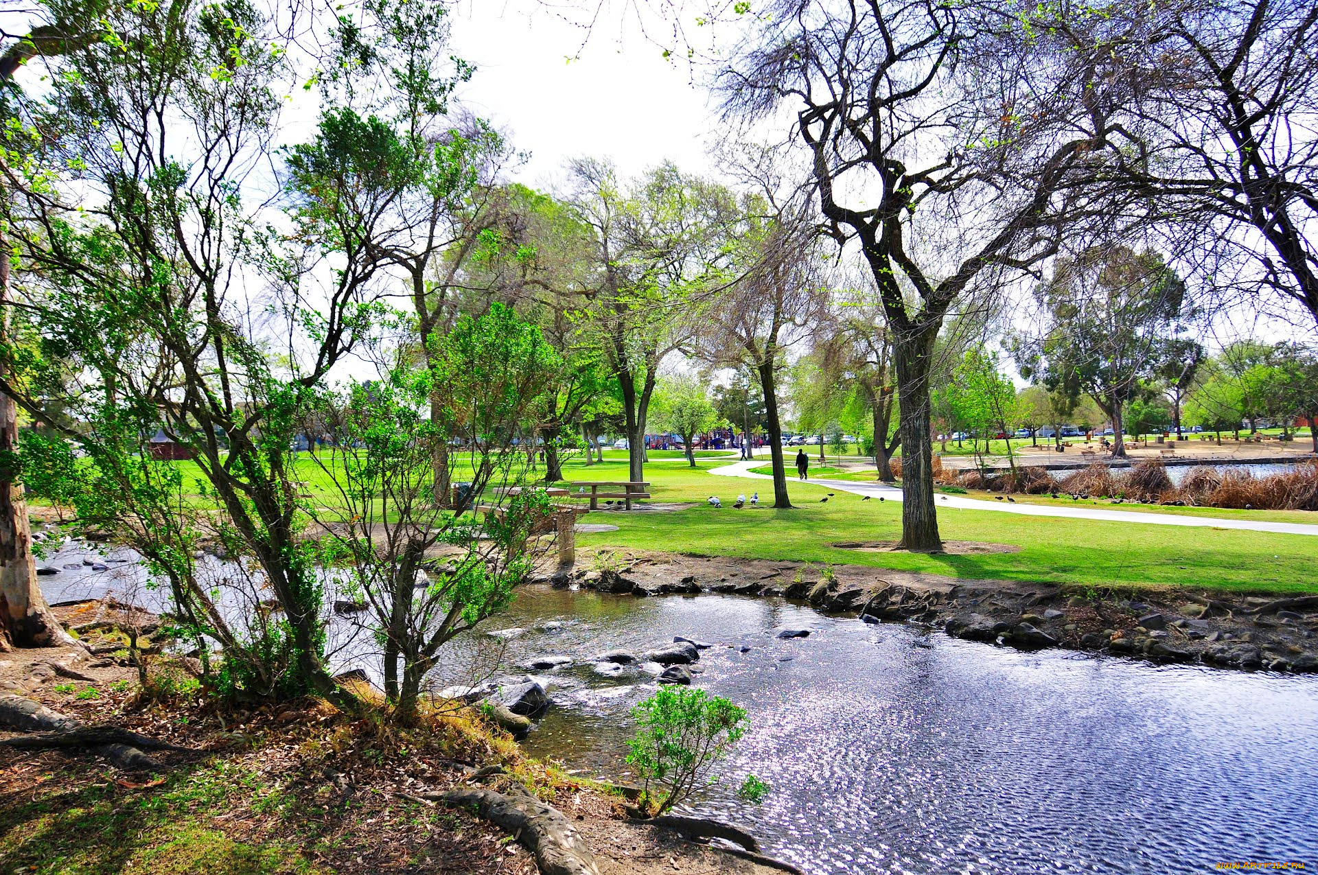 природа, парк, калифорния