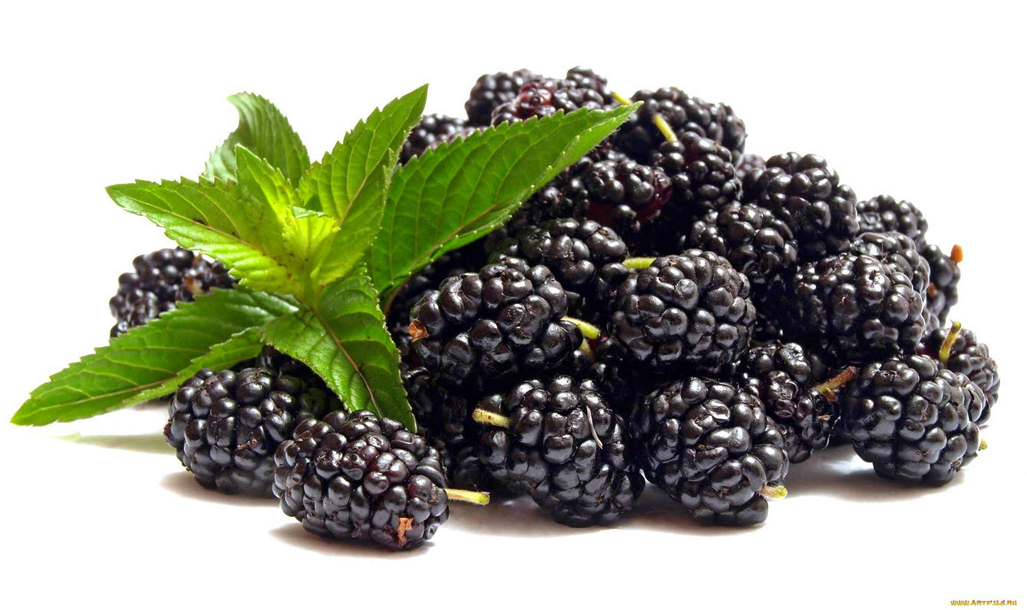 еда, ежевика, листочки, ягода