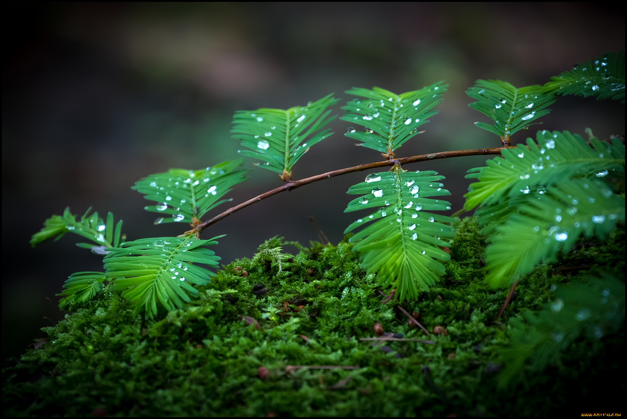 природа, листья, ветка, капли, мох, дождевые