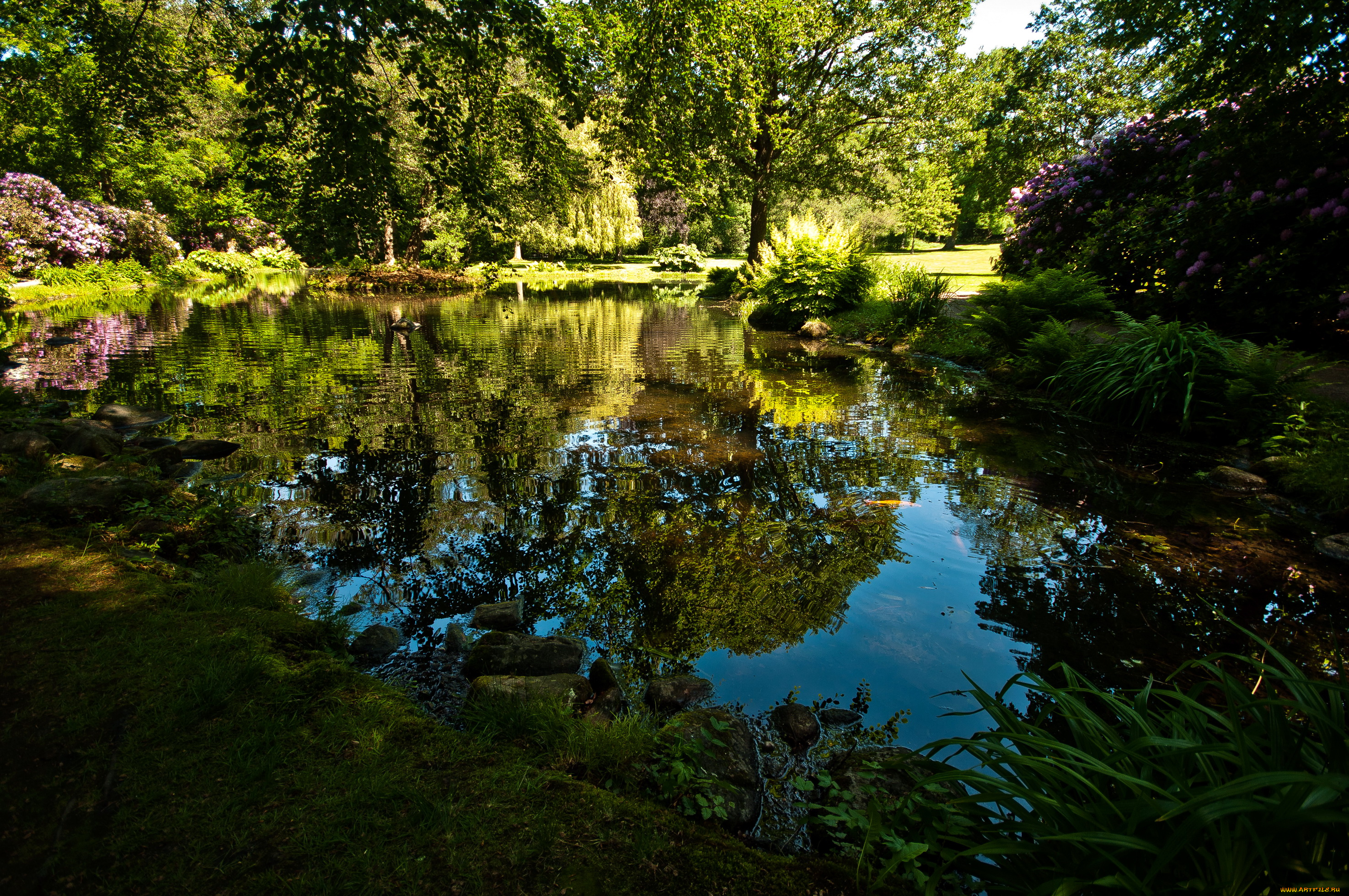 швеция, парк, hоganаs, природа, деревья, родендромы, пруд, в, дорожки