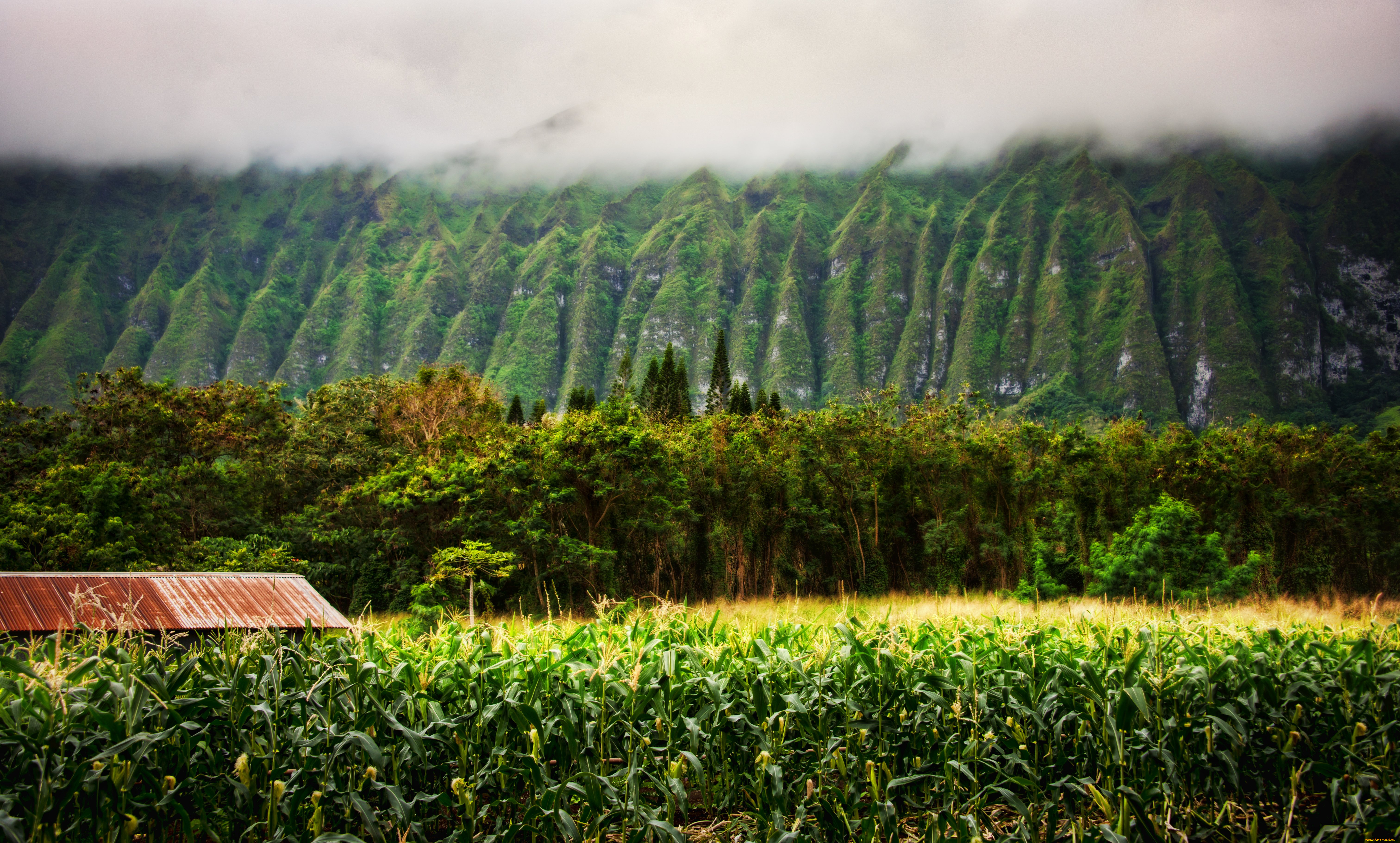 природа, поля, горы