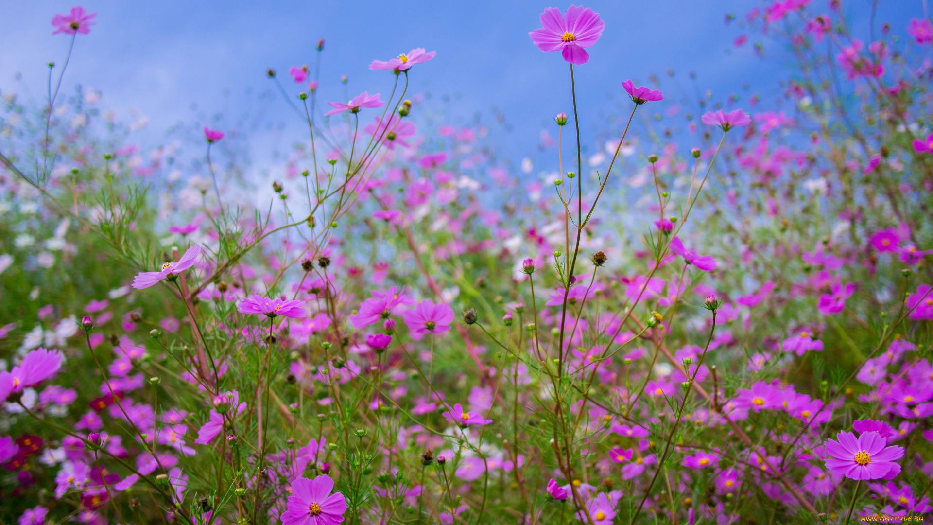 цветы, космея, лепестки