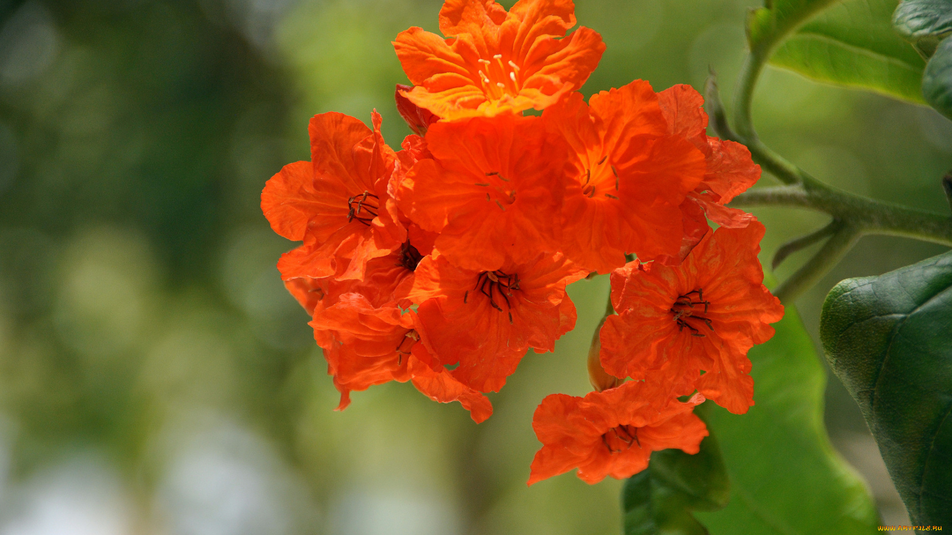 цветы, красный