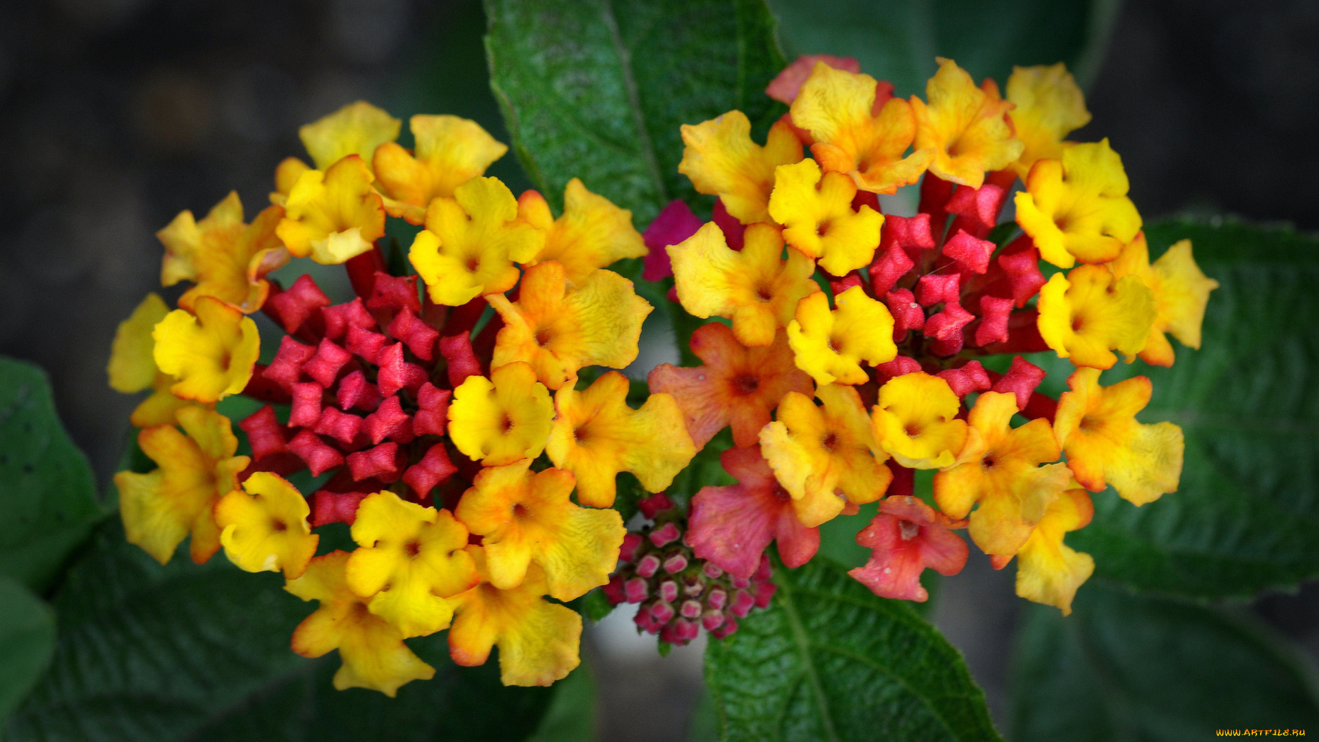 цветы, лантана, , вербена