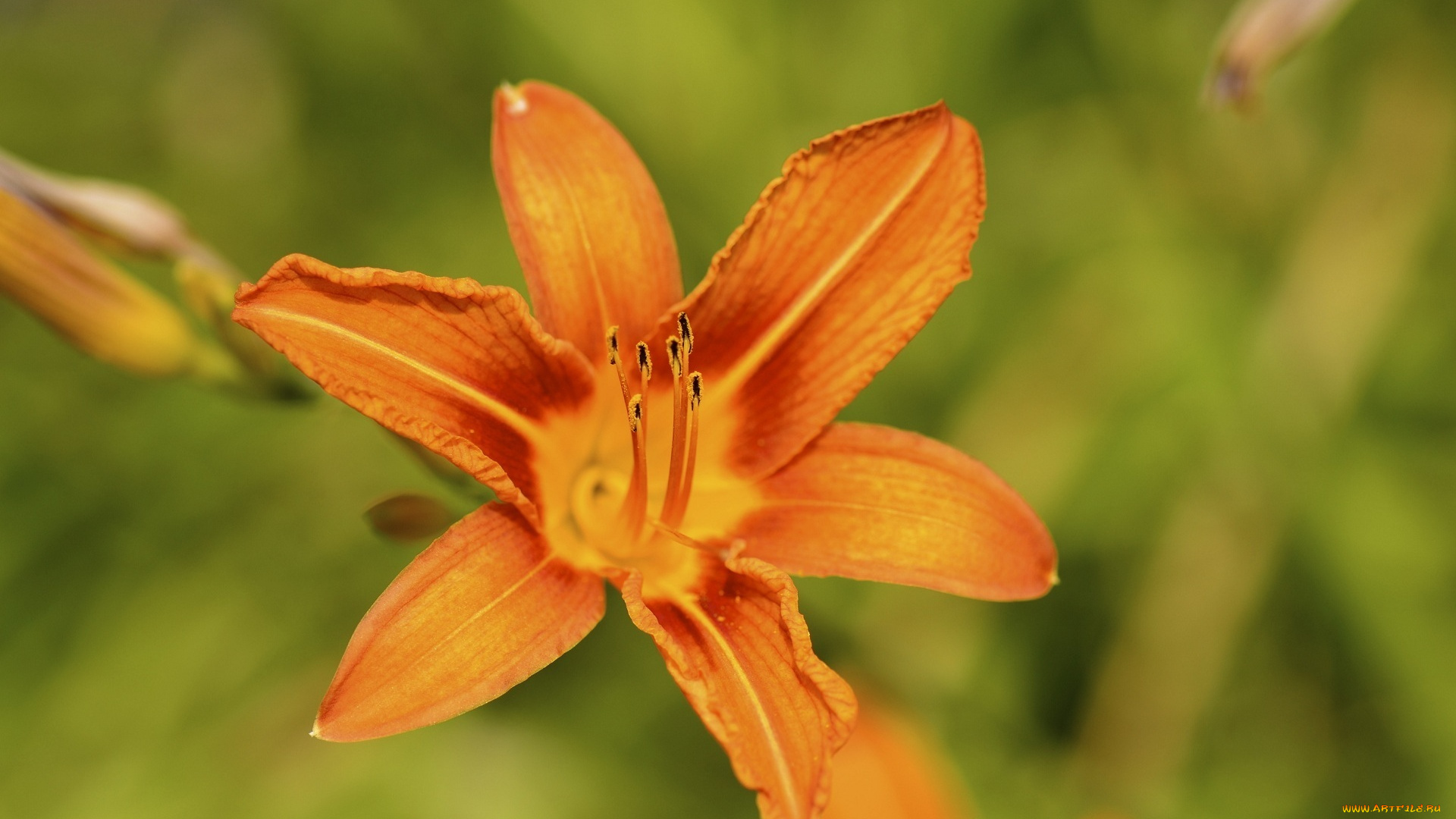 цветы, лилии, , лилейники, оранжевый, макро, лепестки