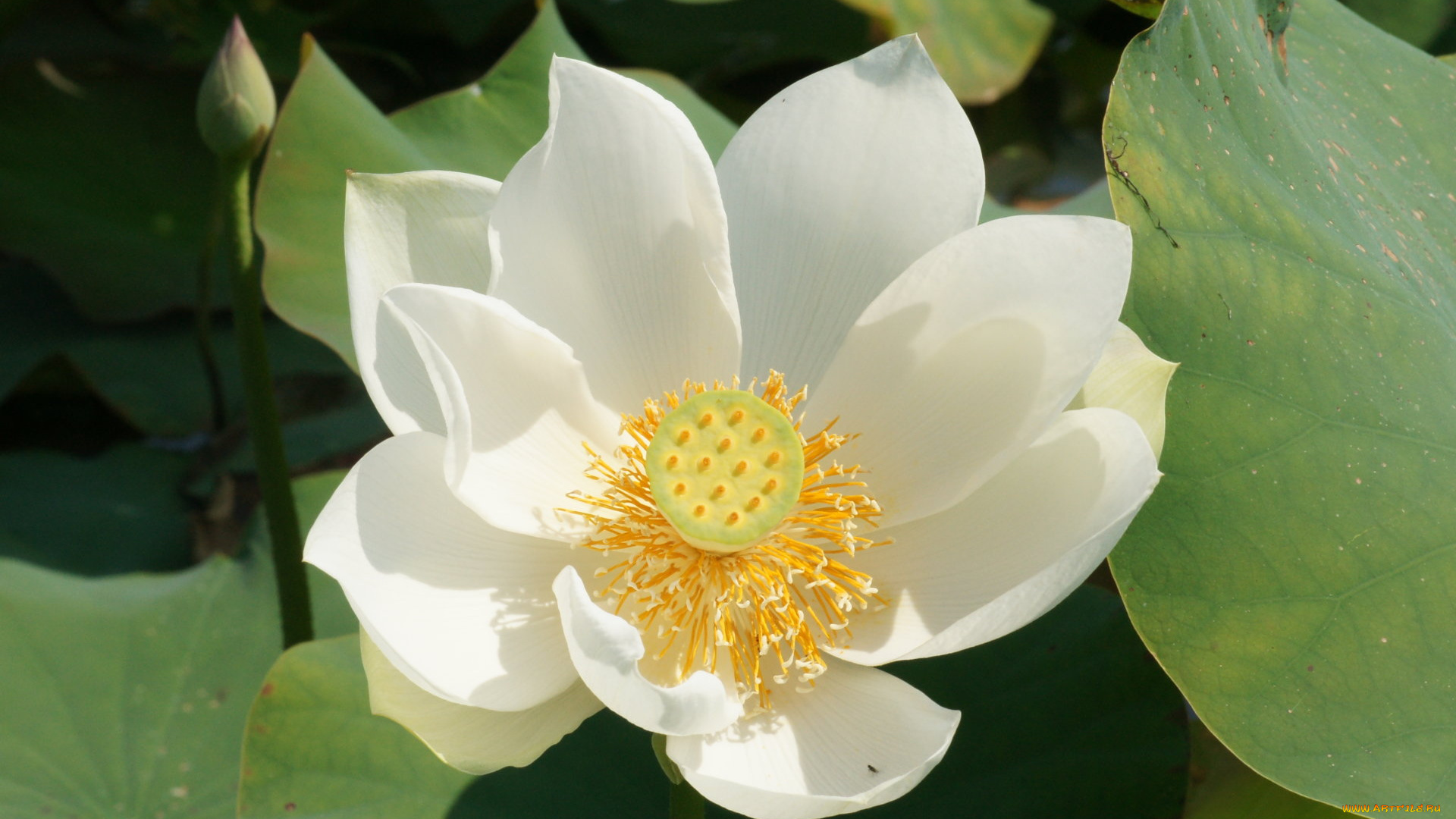 цветы, лотосы, лепестки