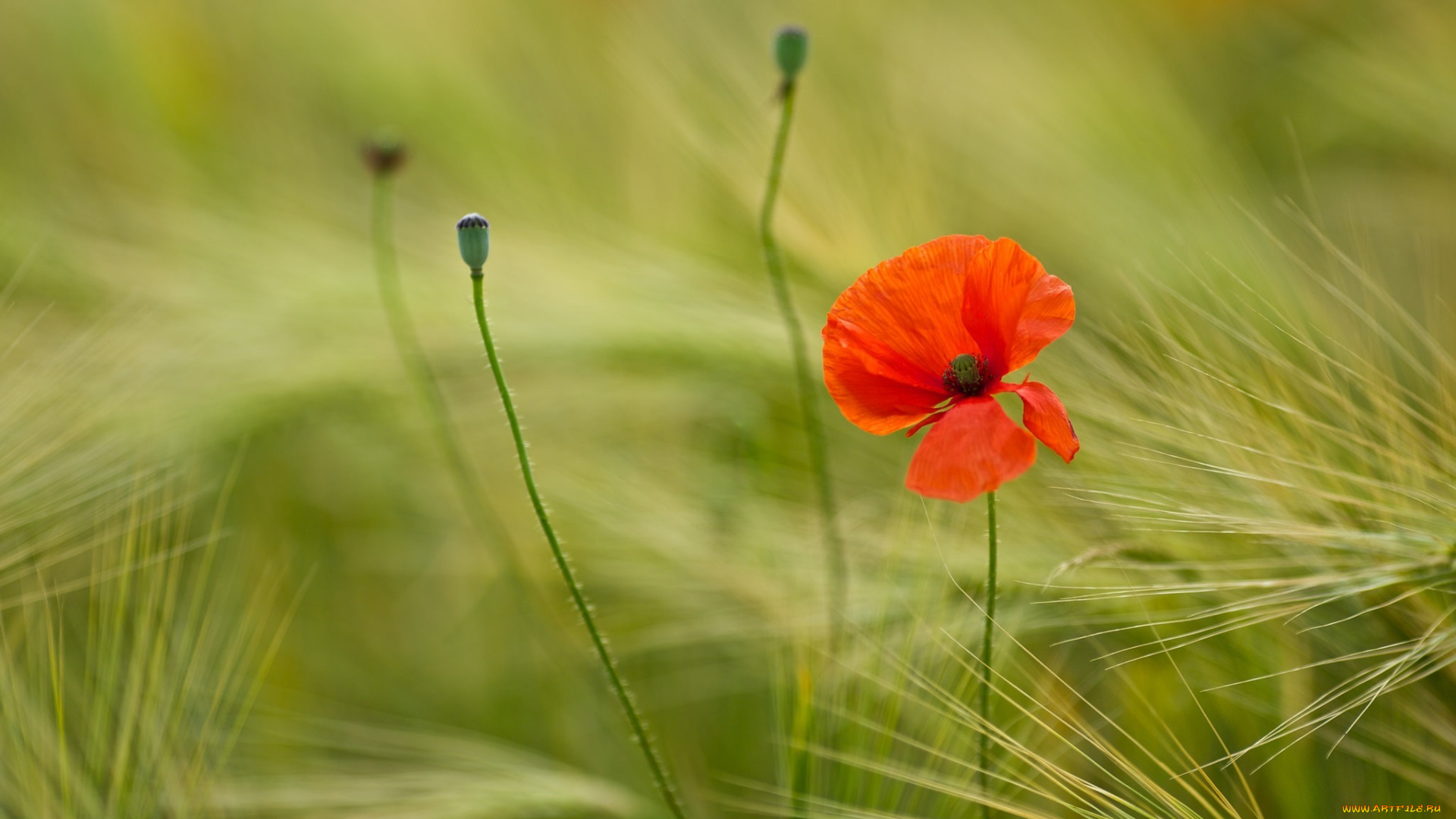 цветы, маки, колоски, красный, макро