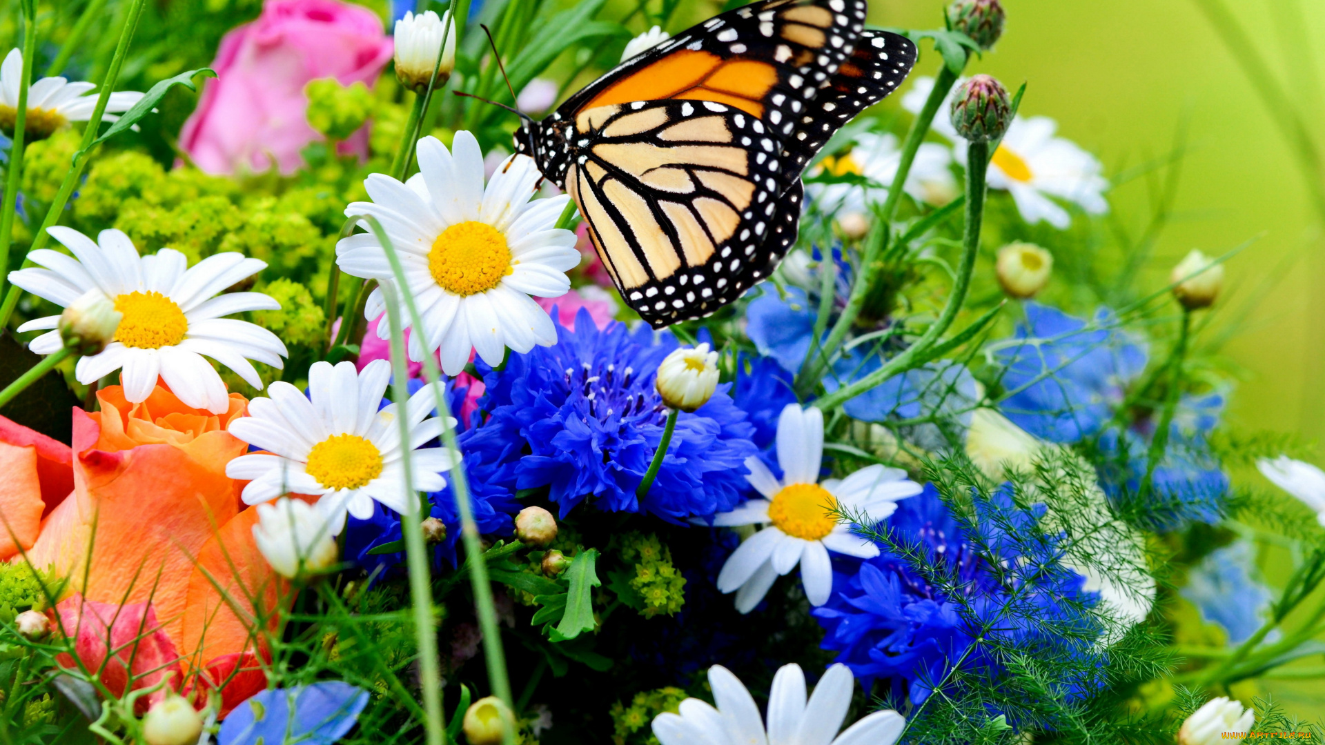цветы, разные, вместе, бабочки, ромашки, розы