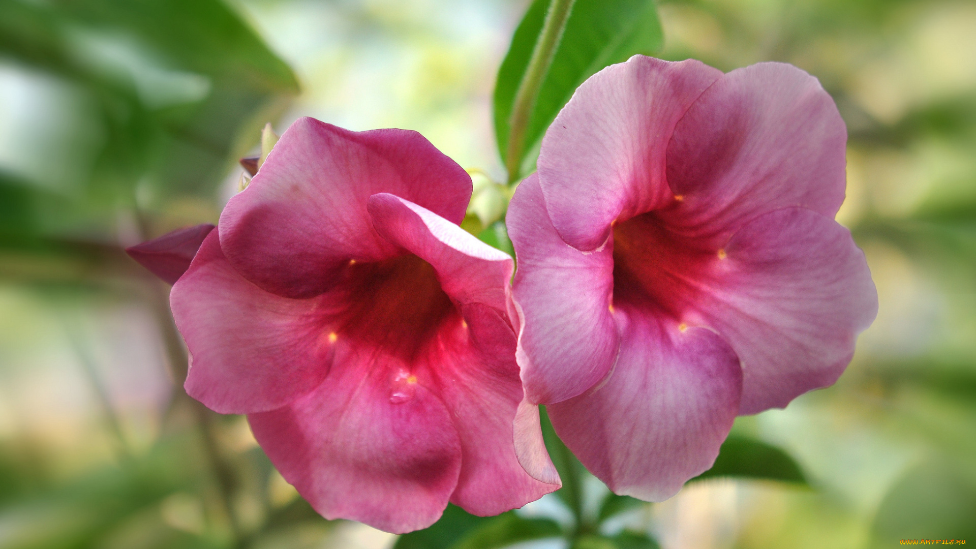 цветы, розовый