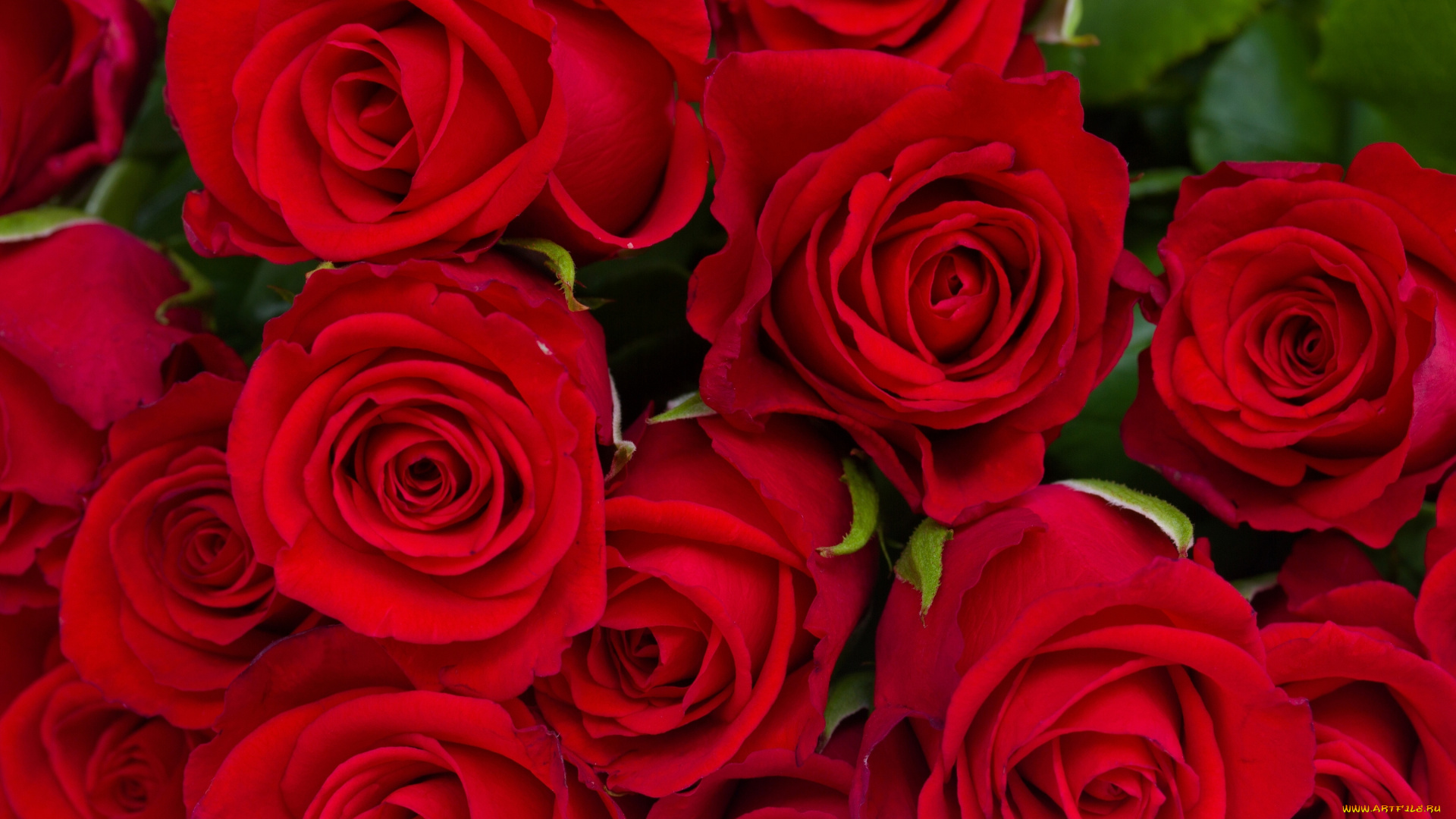 цветы, розы, бутоны