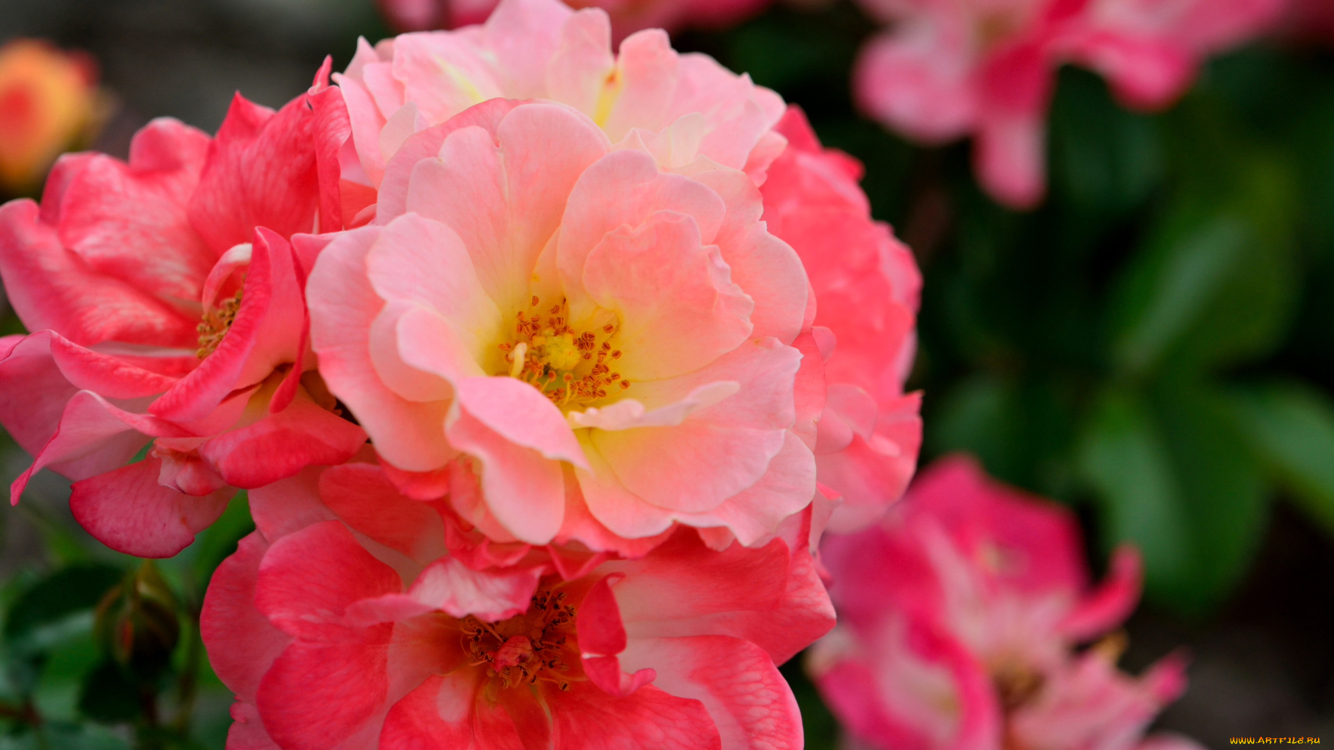 цветы, розы, чайные, розовые