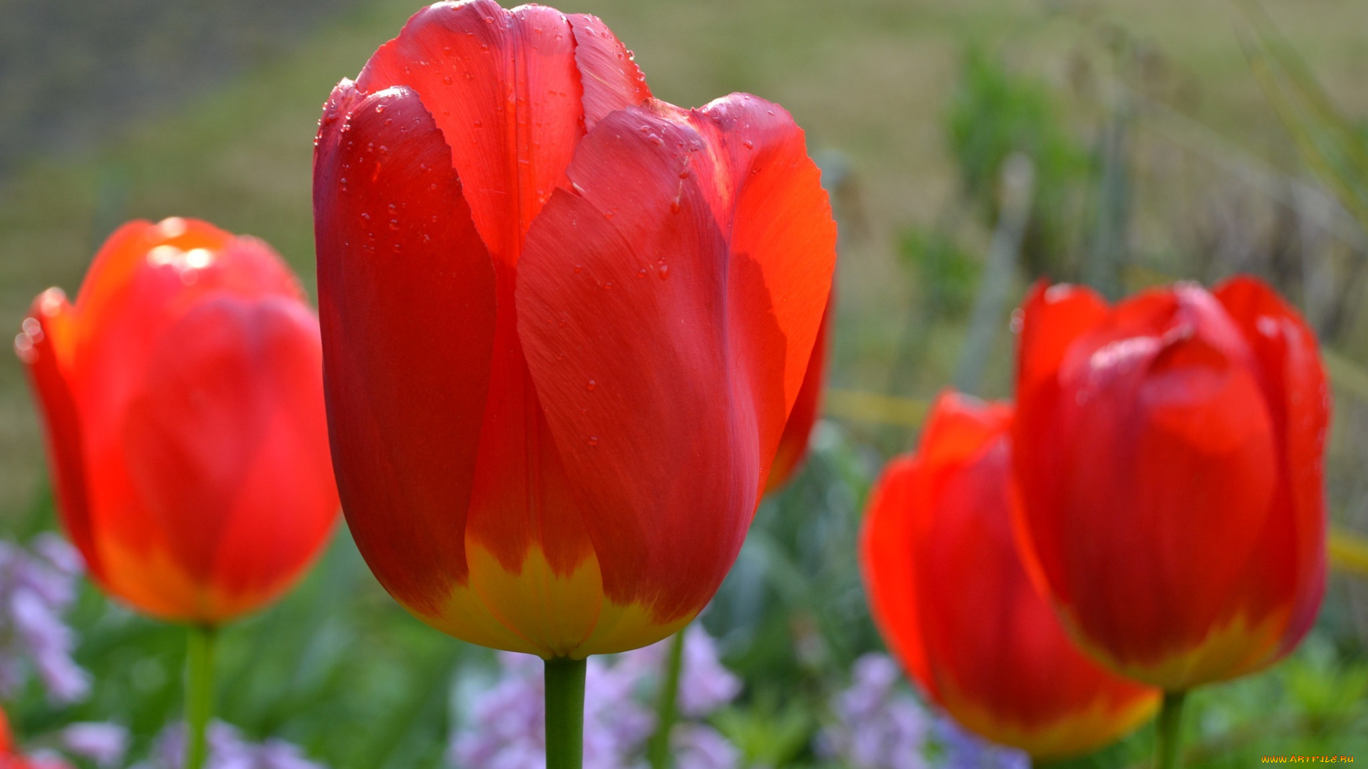 цветы, тюльпаны, макро, капли, красные