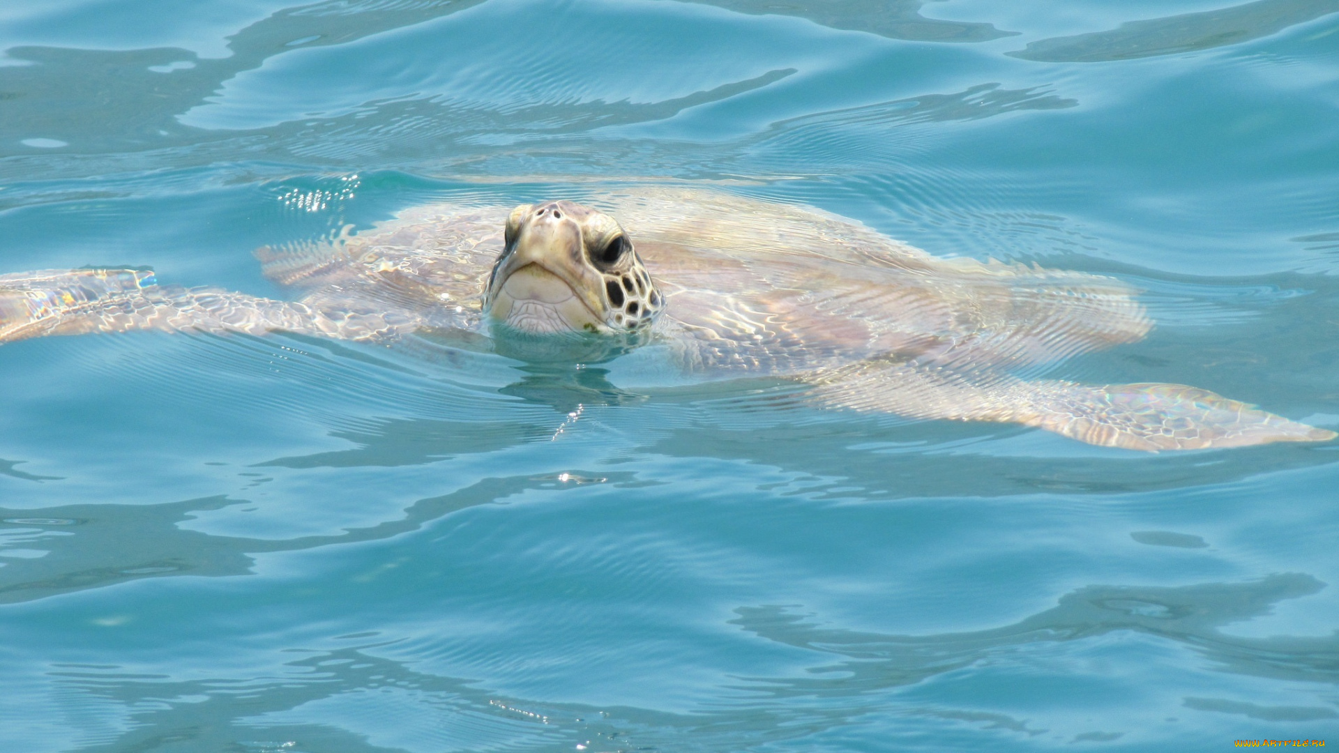 животные, Черепахи, волны, заплыв