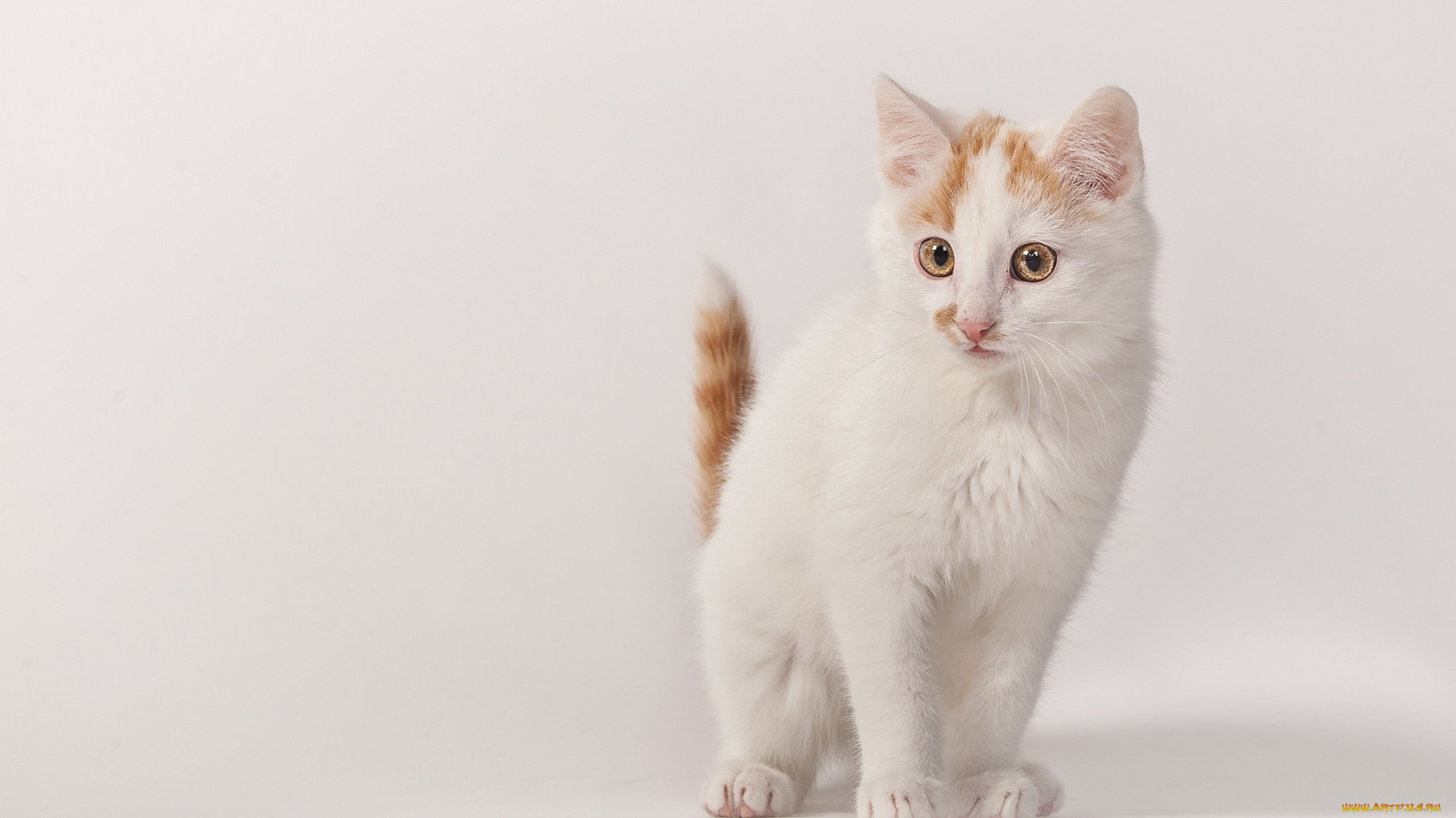 животные, коты, кошка