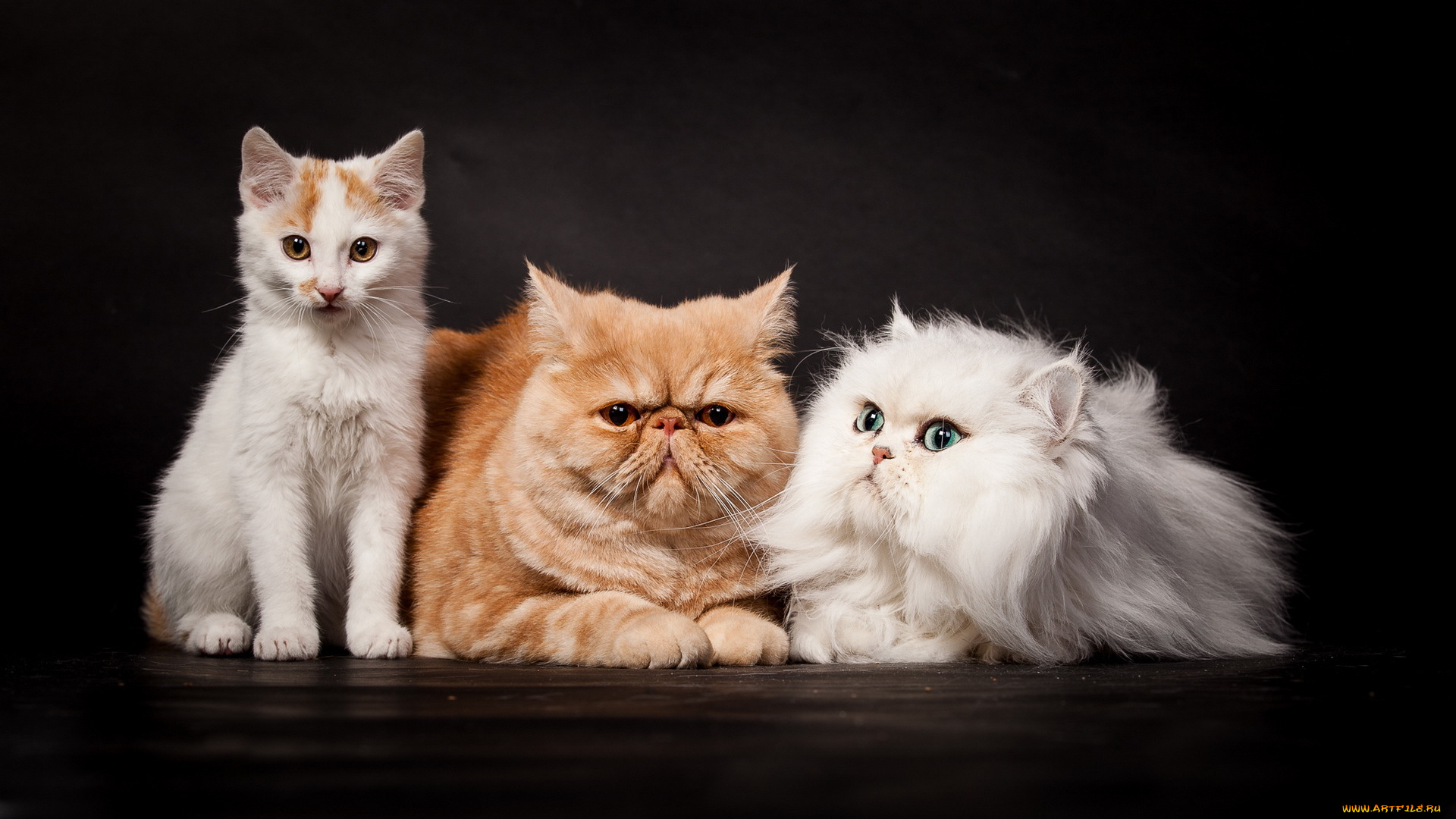 животные, коты, кошки, котёнок