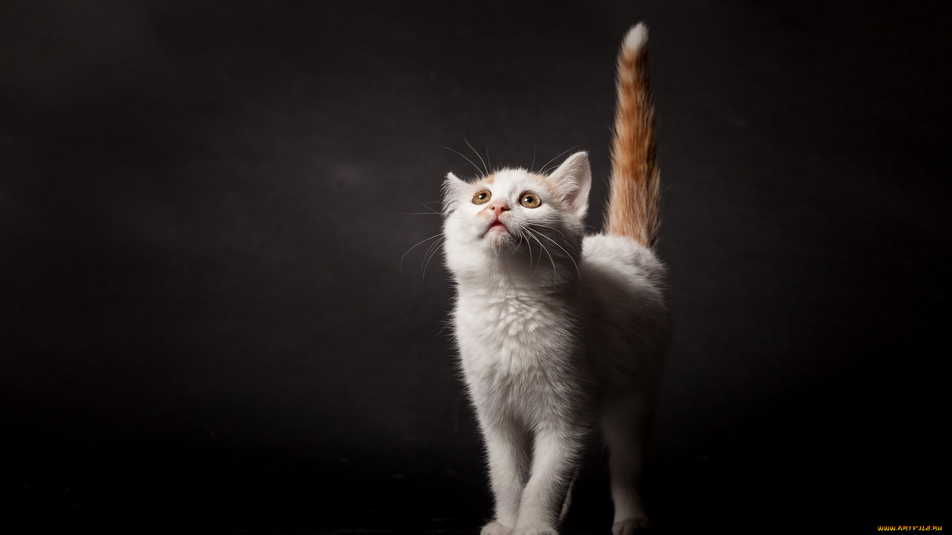 животные, коты, котёнок