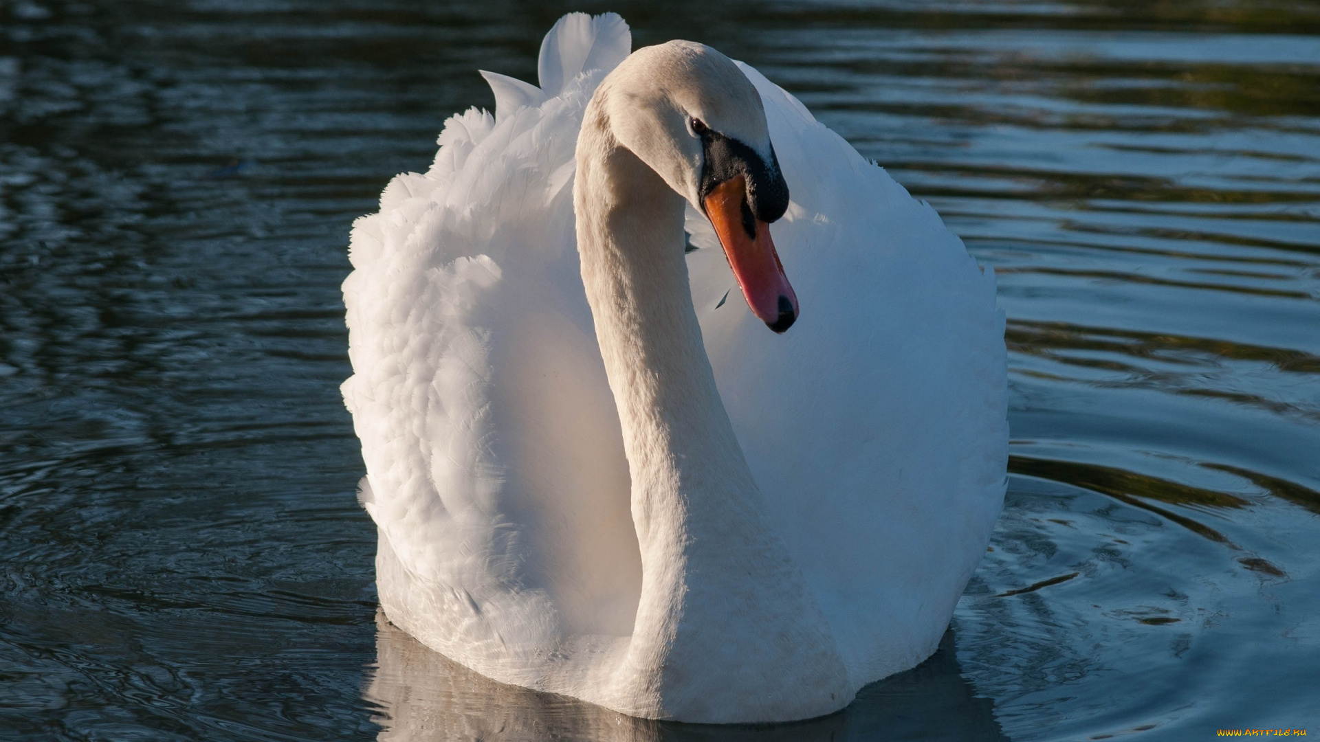 животные, лебеди, белый, шея