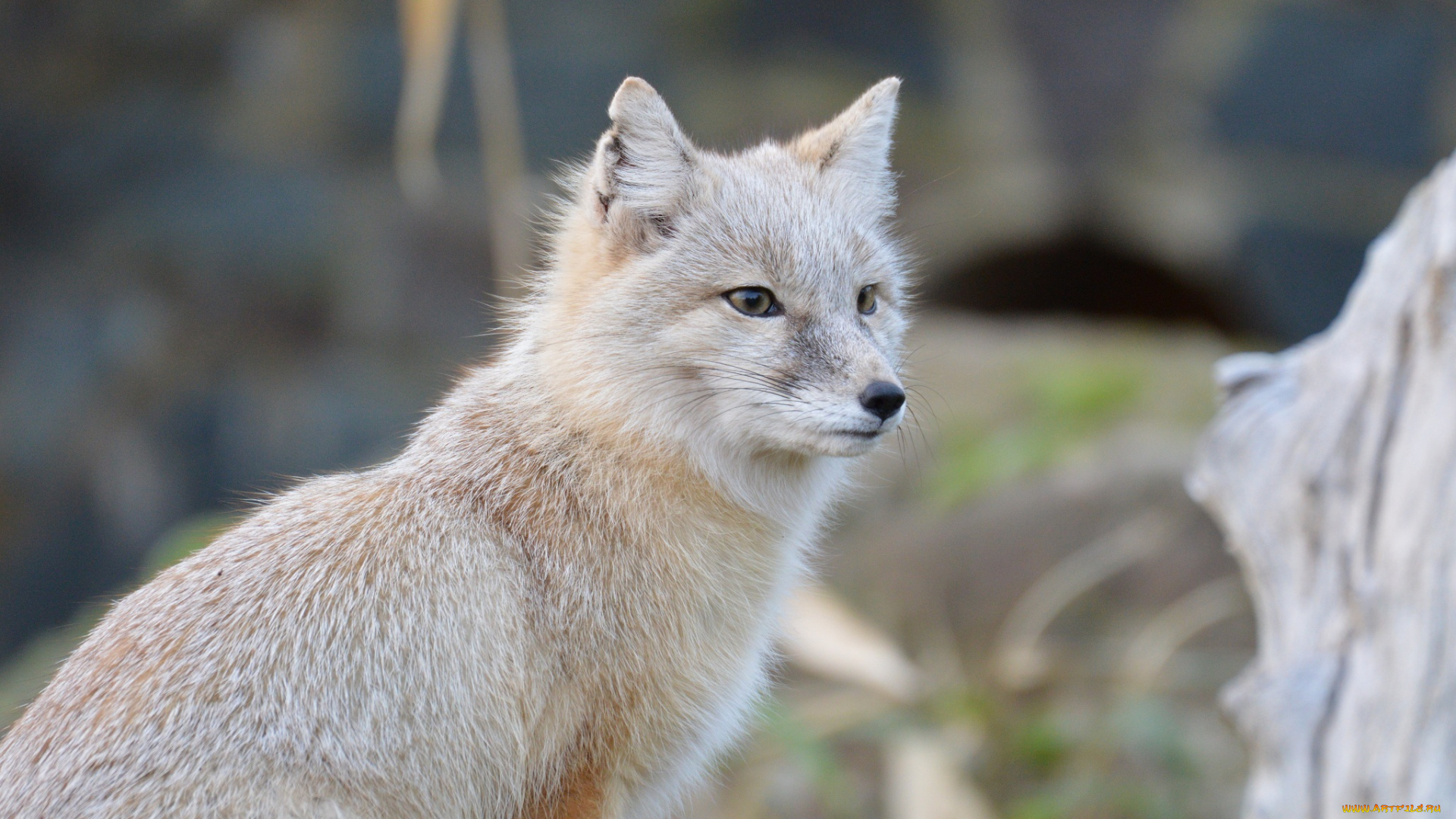 животные, лисы, мех, мордочка