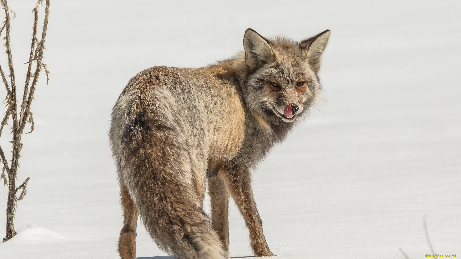 животные, лисы, зима