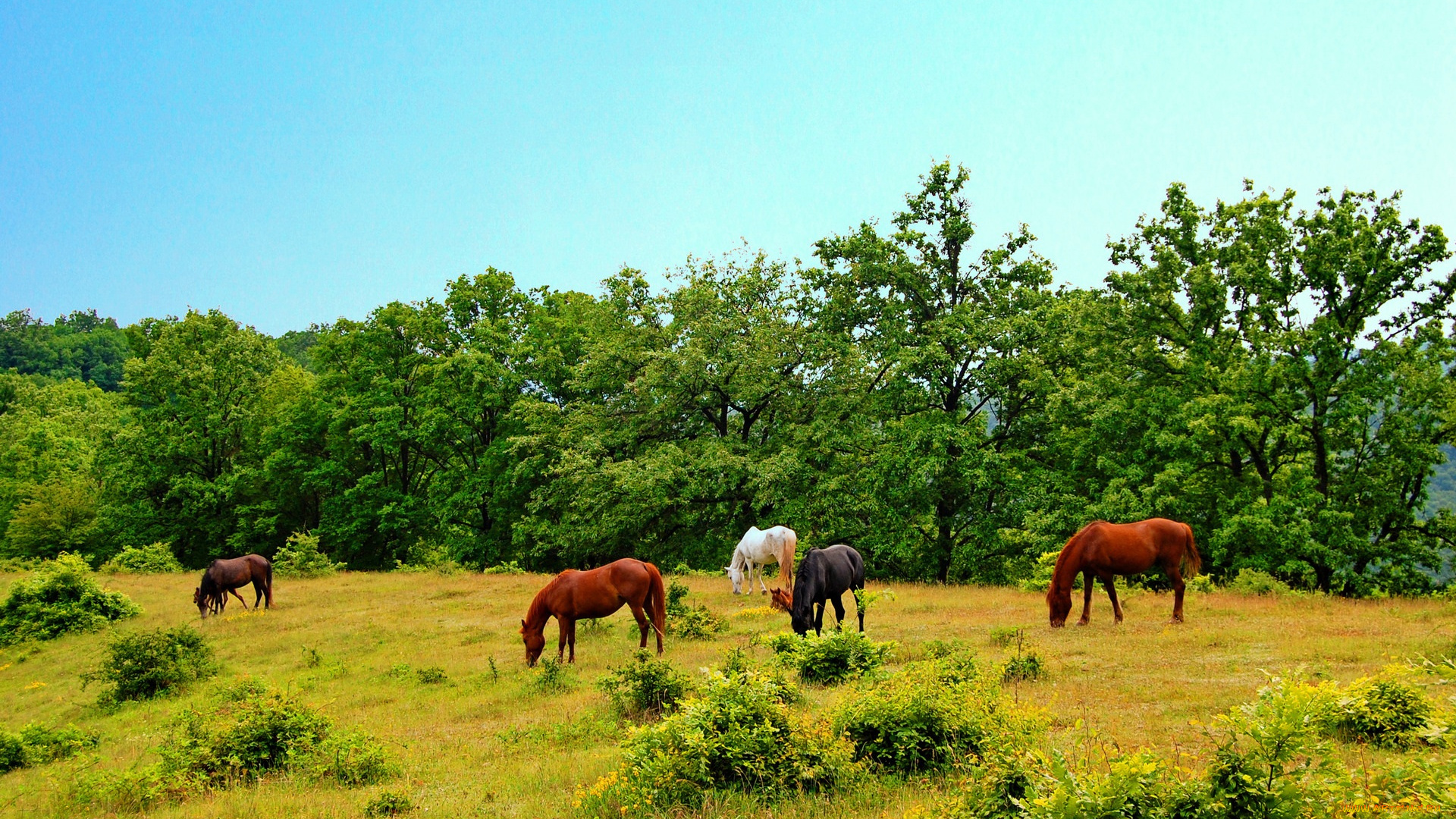 животные, лошади