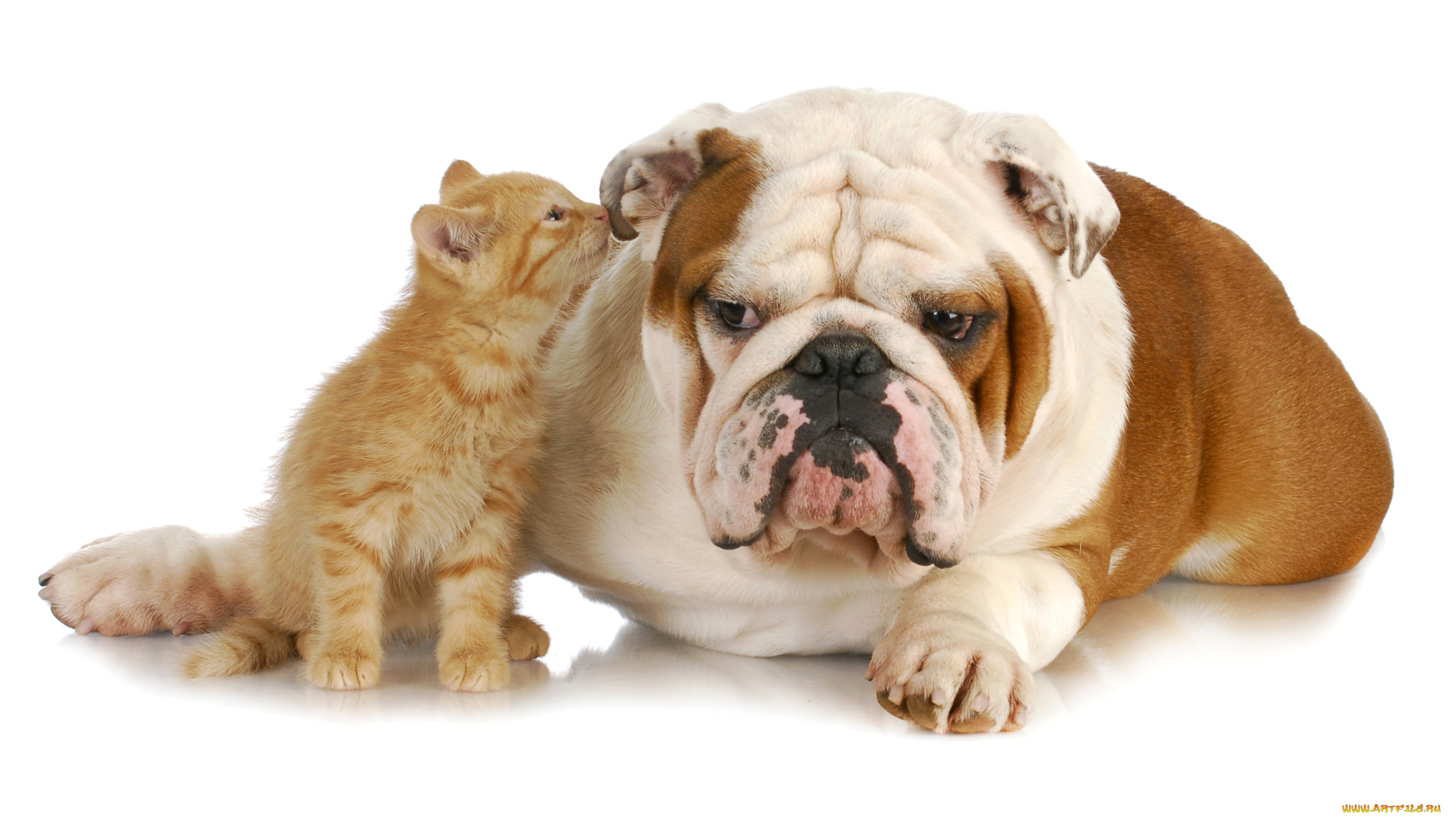 животные, разные, вместе, бульдог, собака