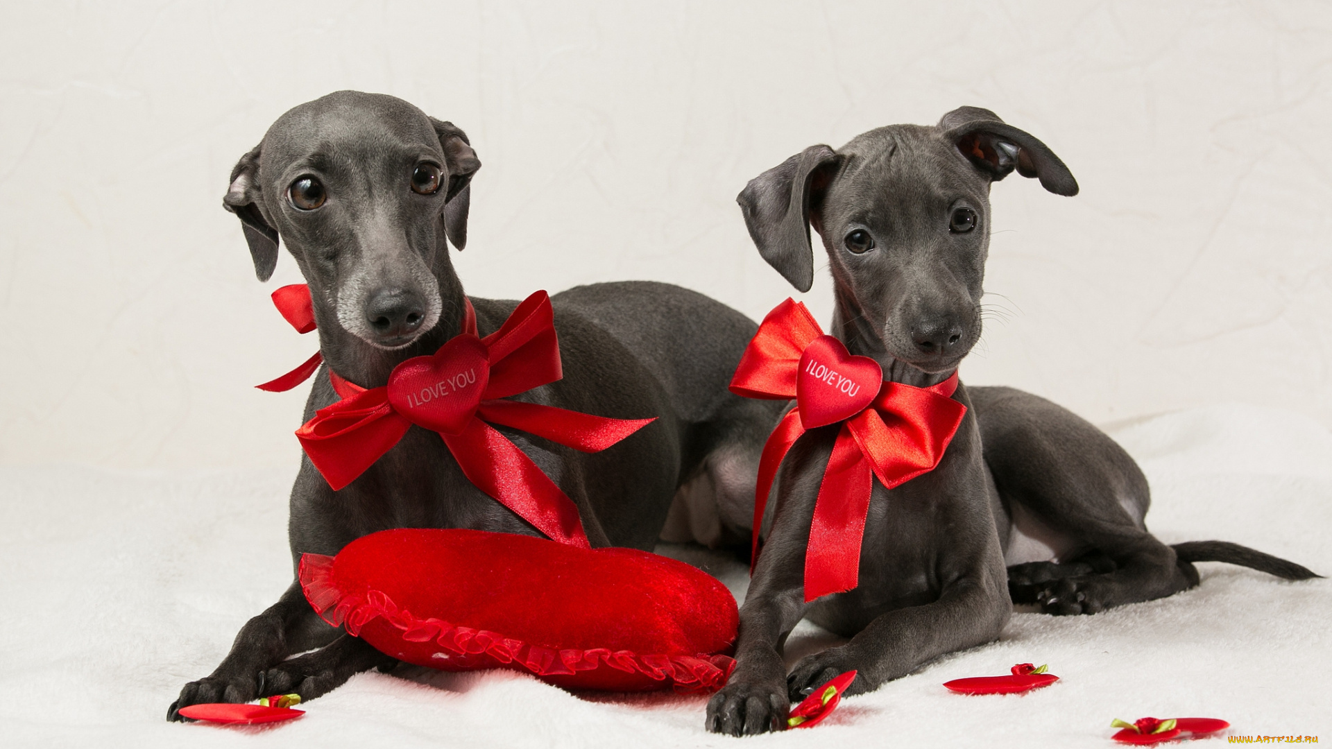 животные, собаки, банты, щенки