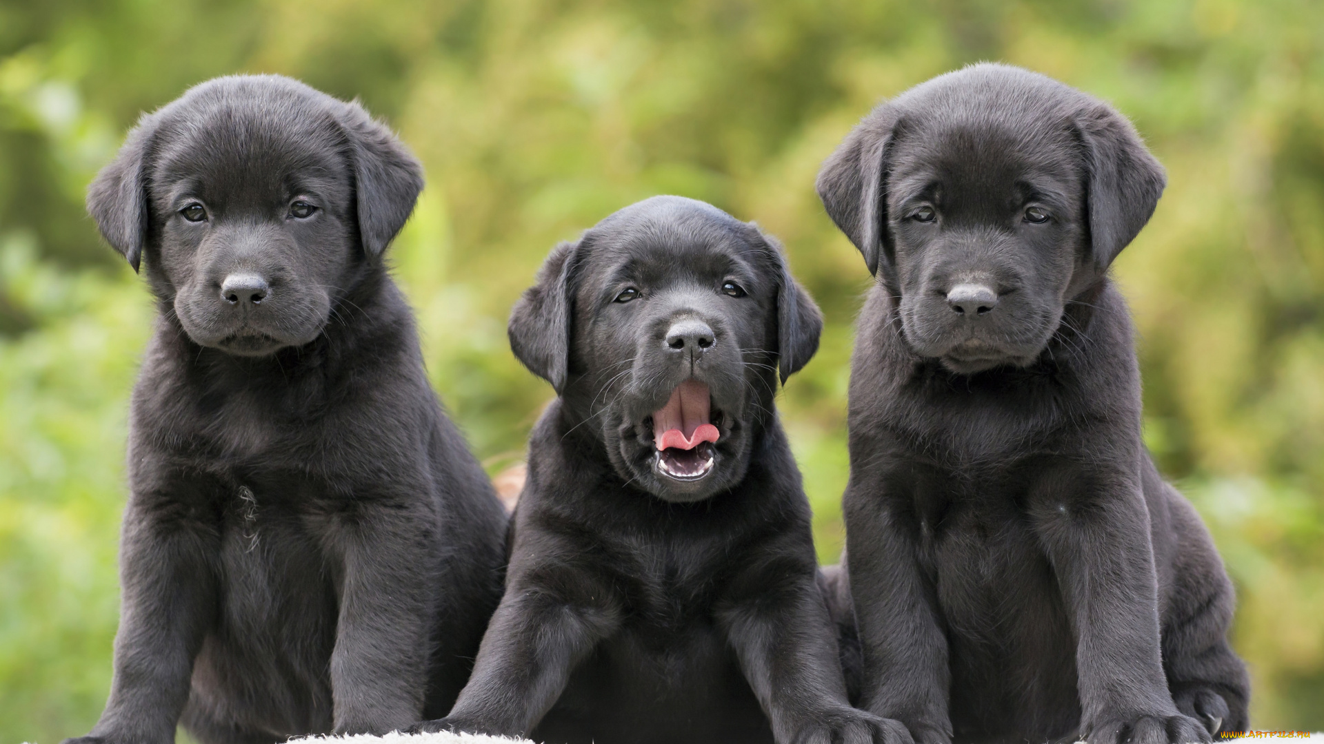 животные, собаки, щенки