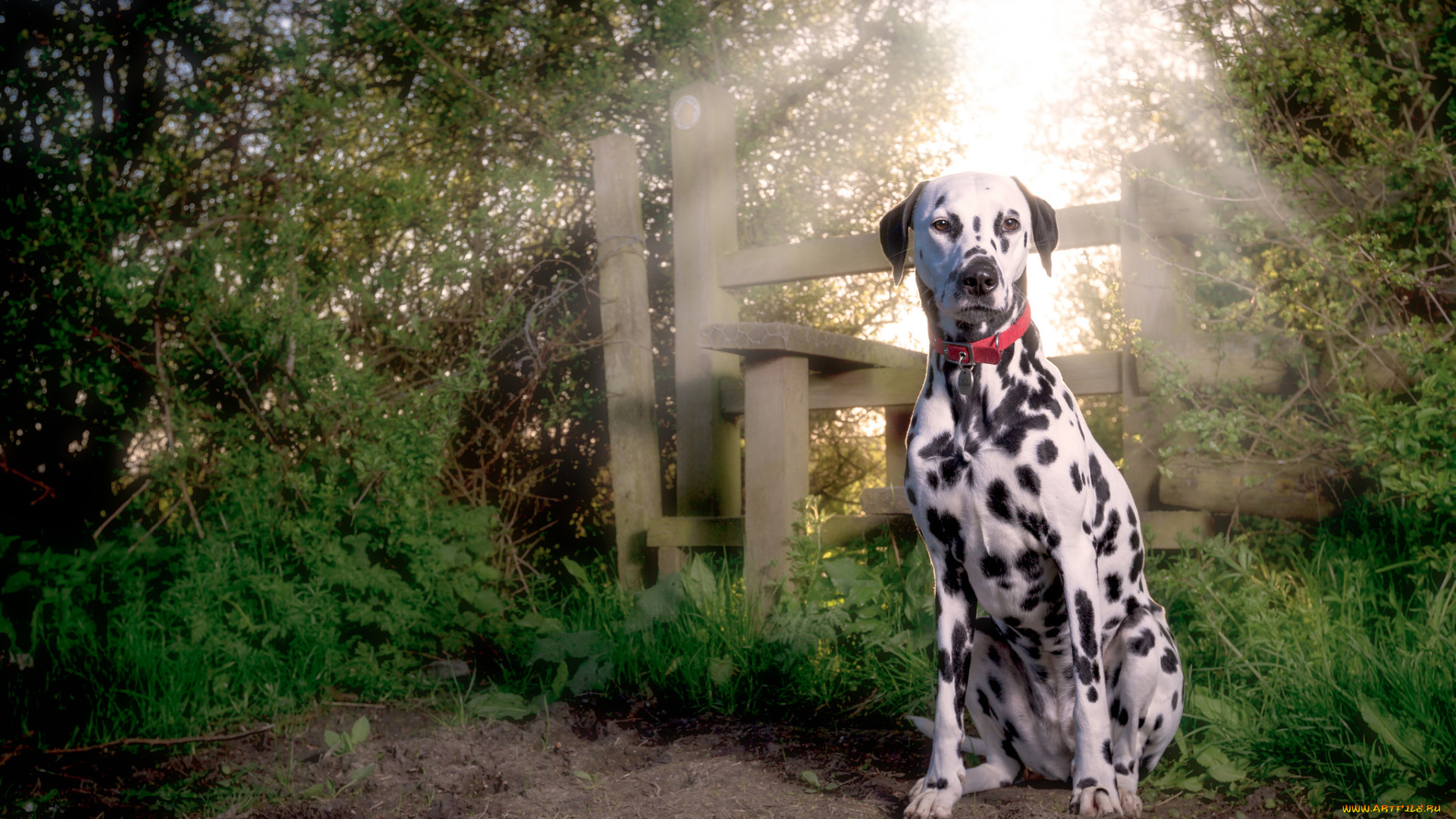животные, собаки, собака, далматин