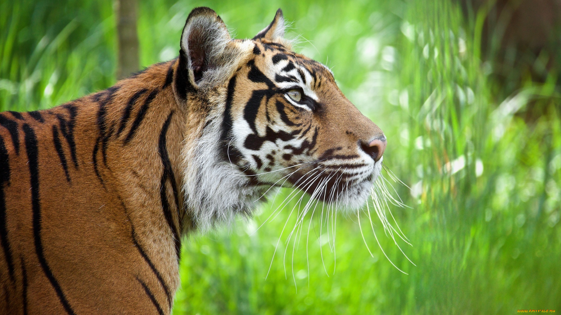 животные, тигры, кошка, полоски, профиль, морда